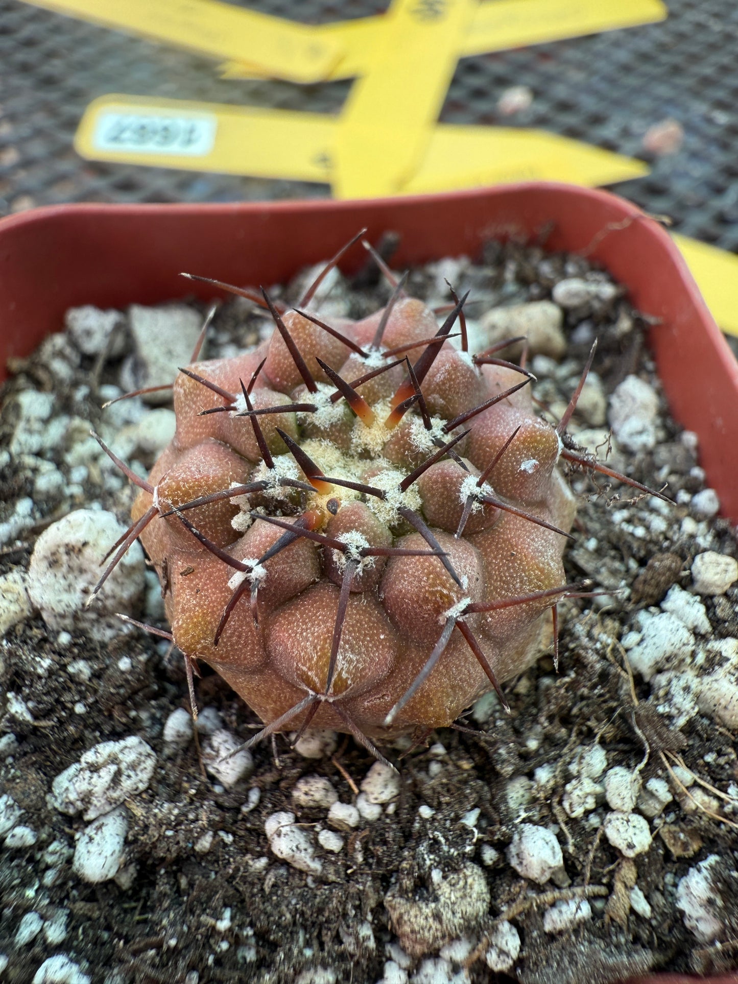 Copiapoa columna alba rare cactus 1227