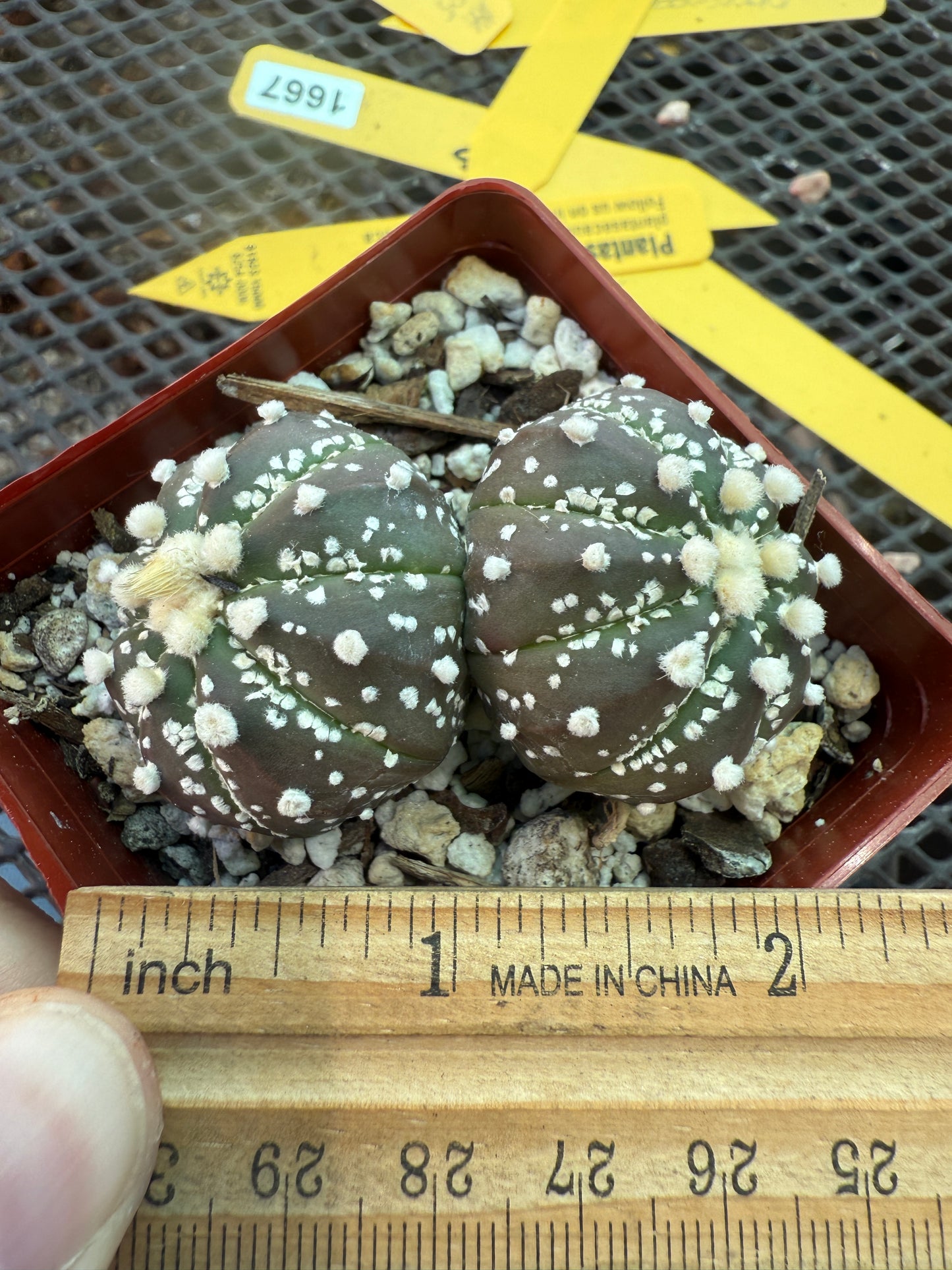 Astrophytum super kabuto two heads 1516
