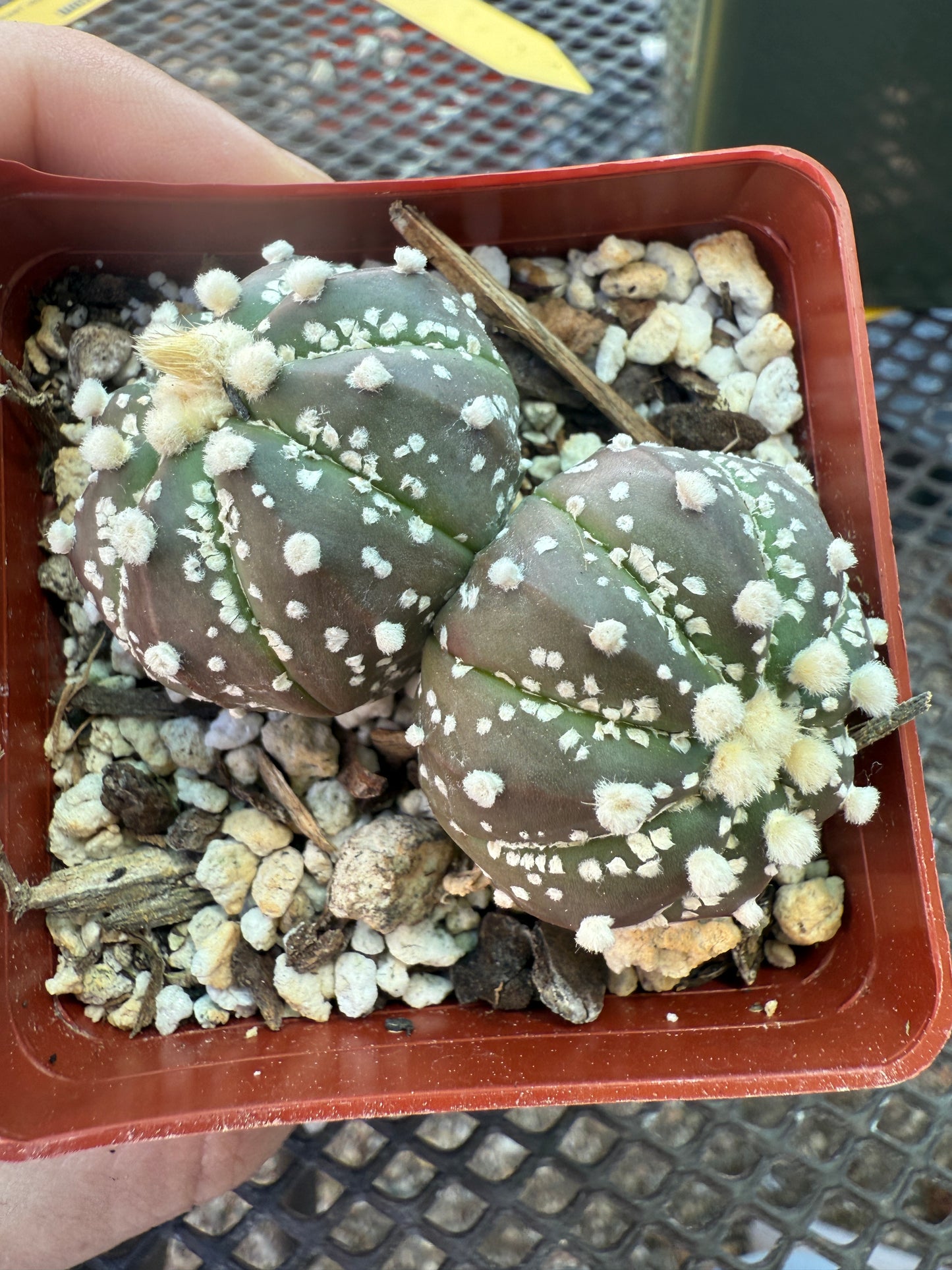 Astrophytum super kabuto two heads 1516