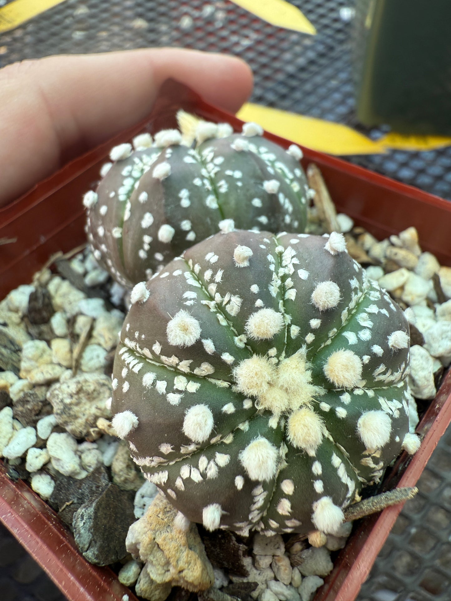 Astrophytum super kabuto two heads 1516