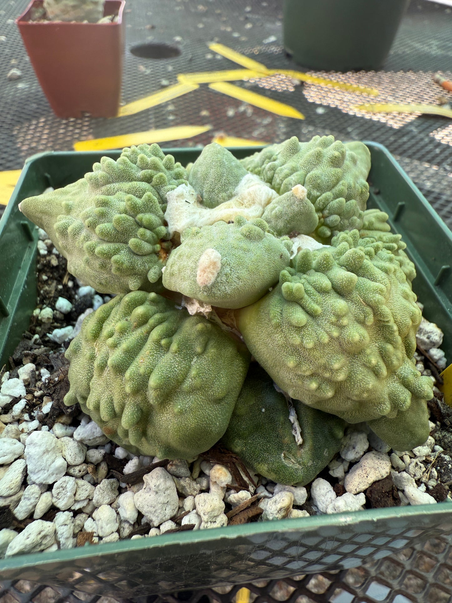 Ariocarpus cauliflower on short pereskiopsis graft very nice plant 1807