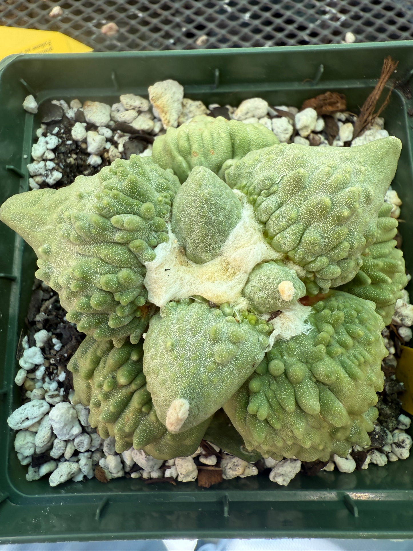Ariocarpus cauliflower on short pereskiopsis graft very nice plant 1807