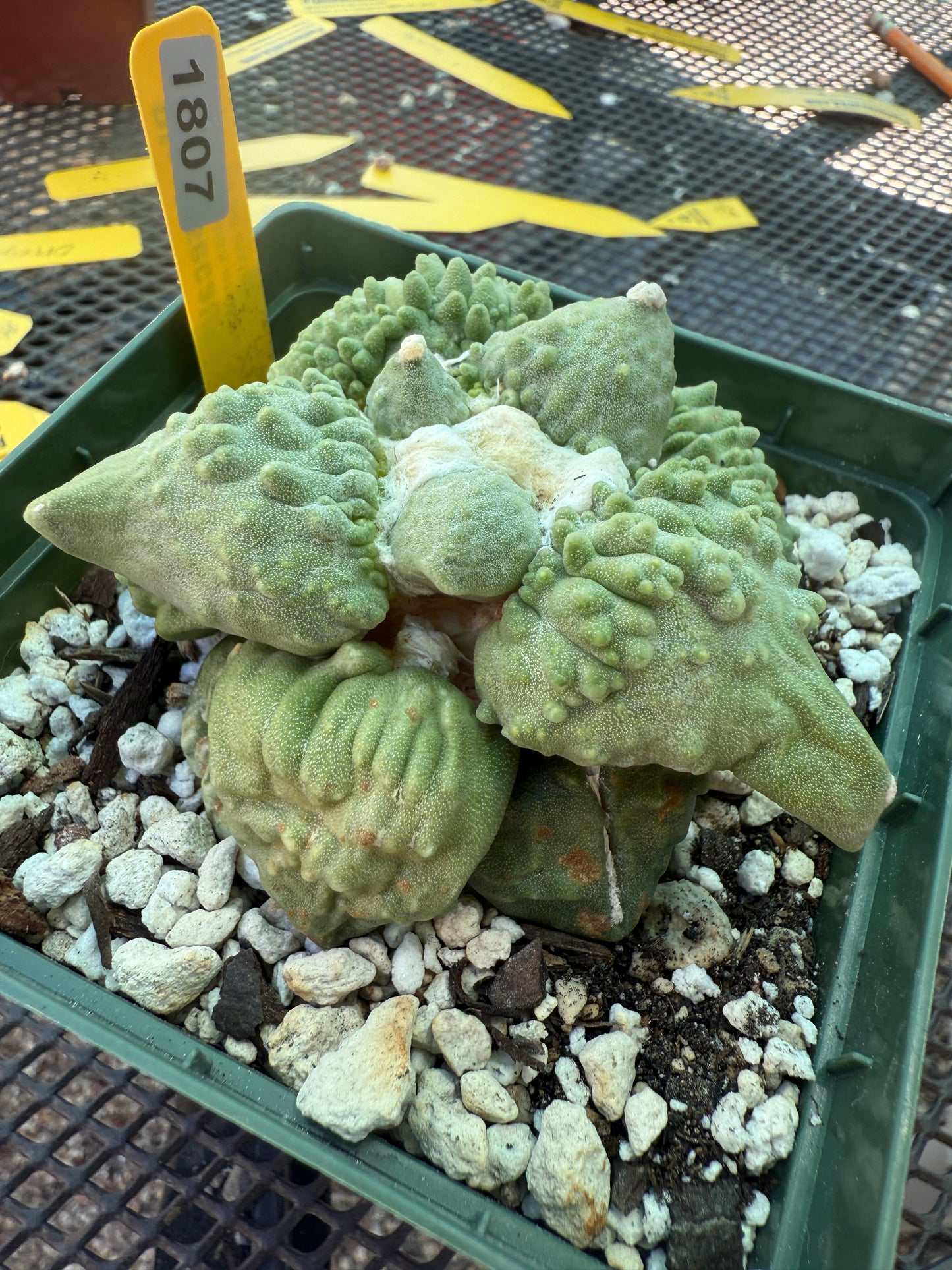 Ariocarpus cauliflower on short pereskiopsis graft very nice plant 1807