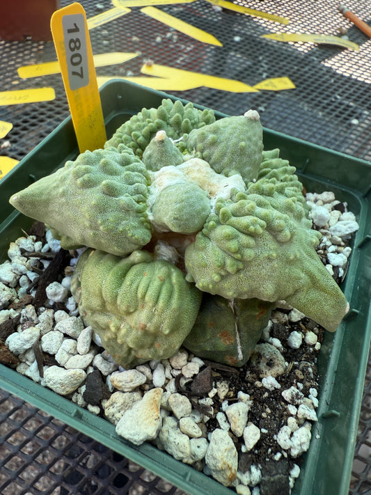 Ariocarpus cauliflower on short pereskiopsis graft very nice plant 1807
