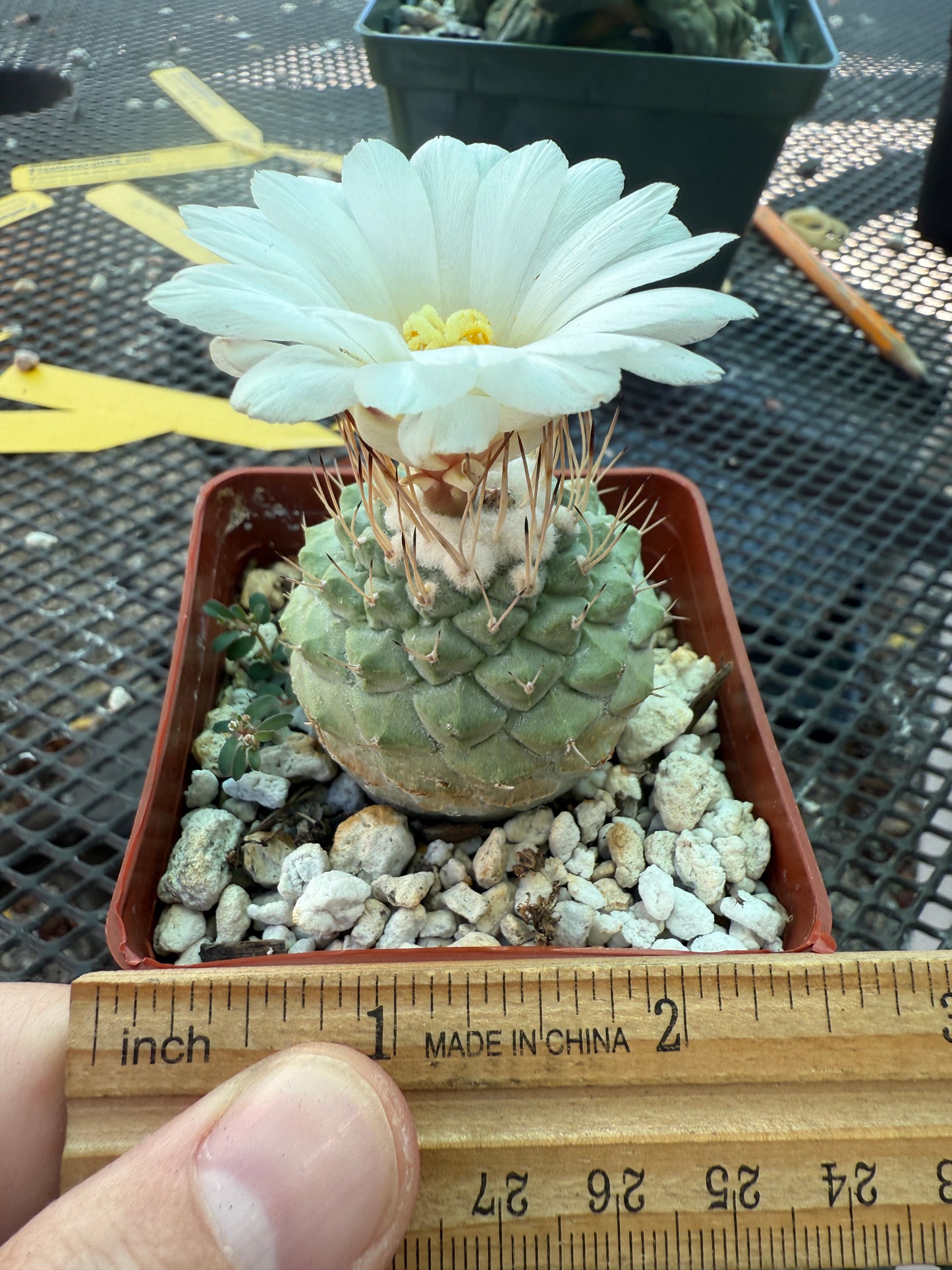 Strombocactus disciformis nice form cactus 1667