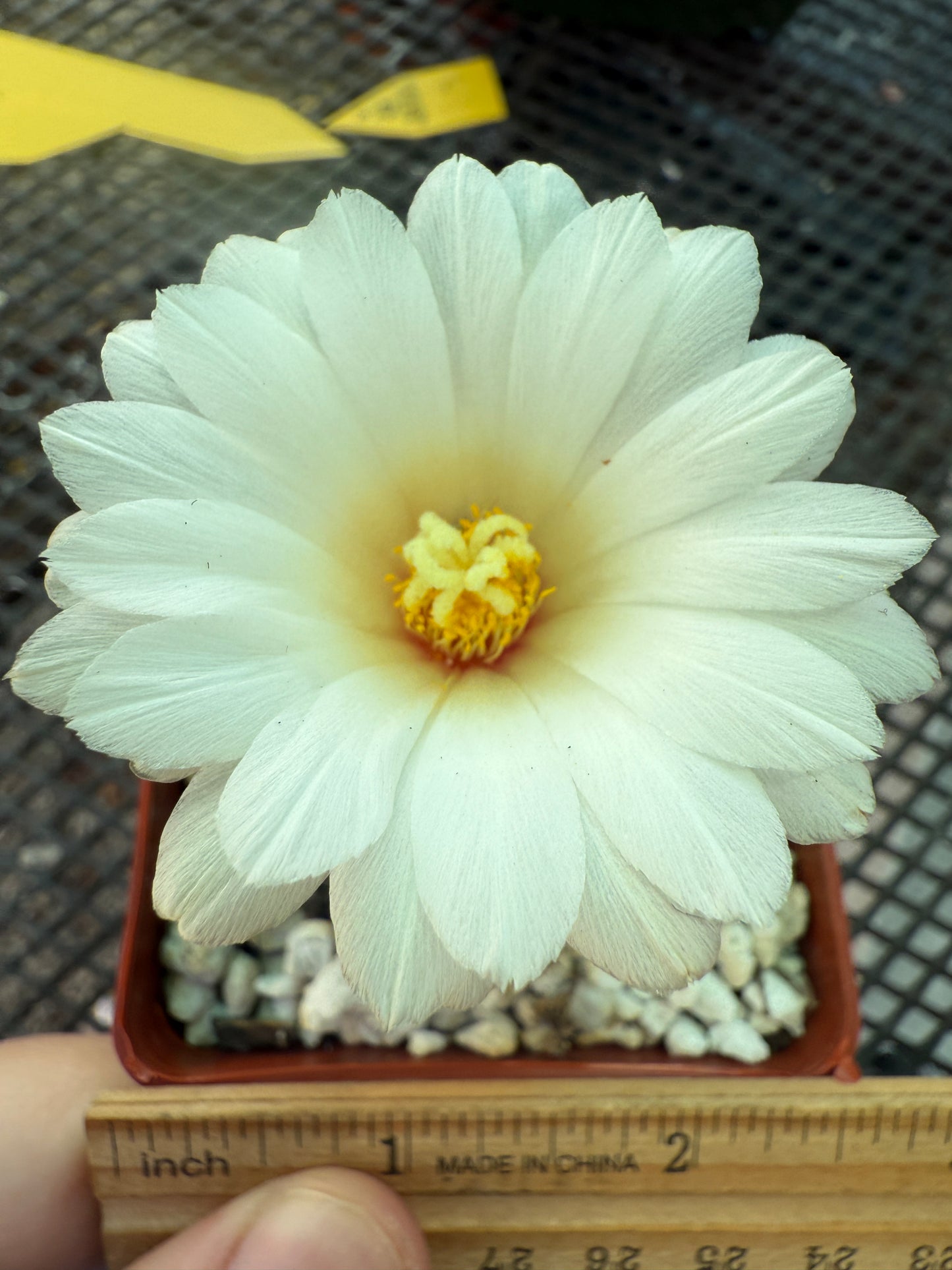 Strombocactus disciformis nice form cactus 1667