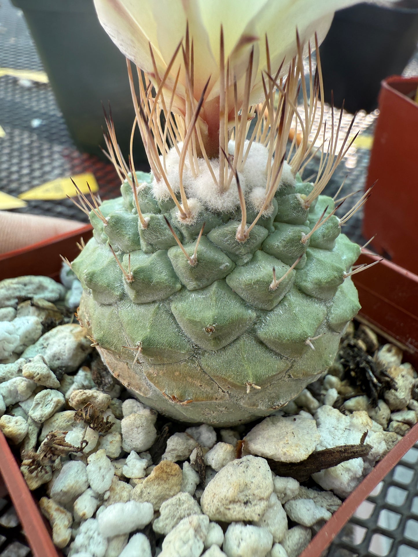 Strombocactus disciformis nice form cactus 1667