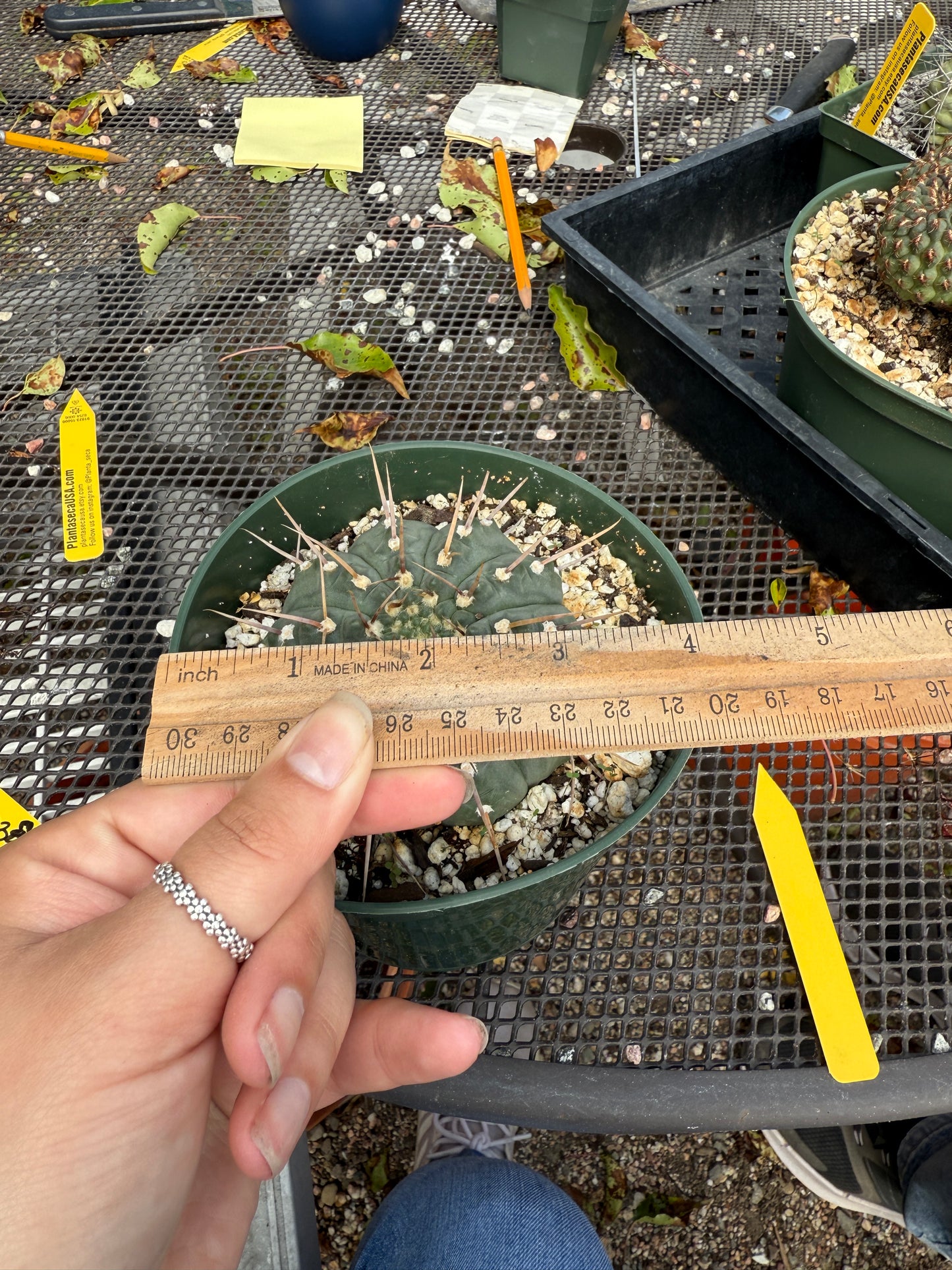 Gymnocalycium vatteri 0351