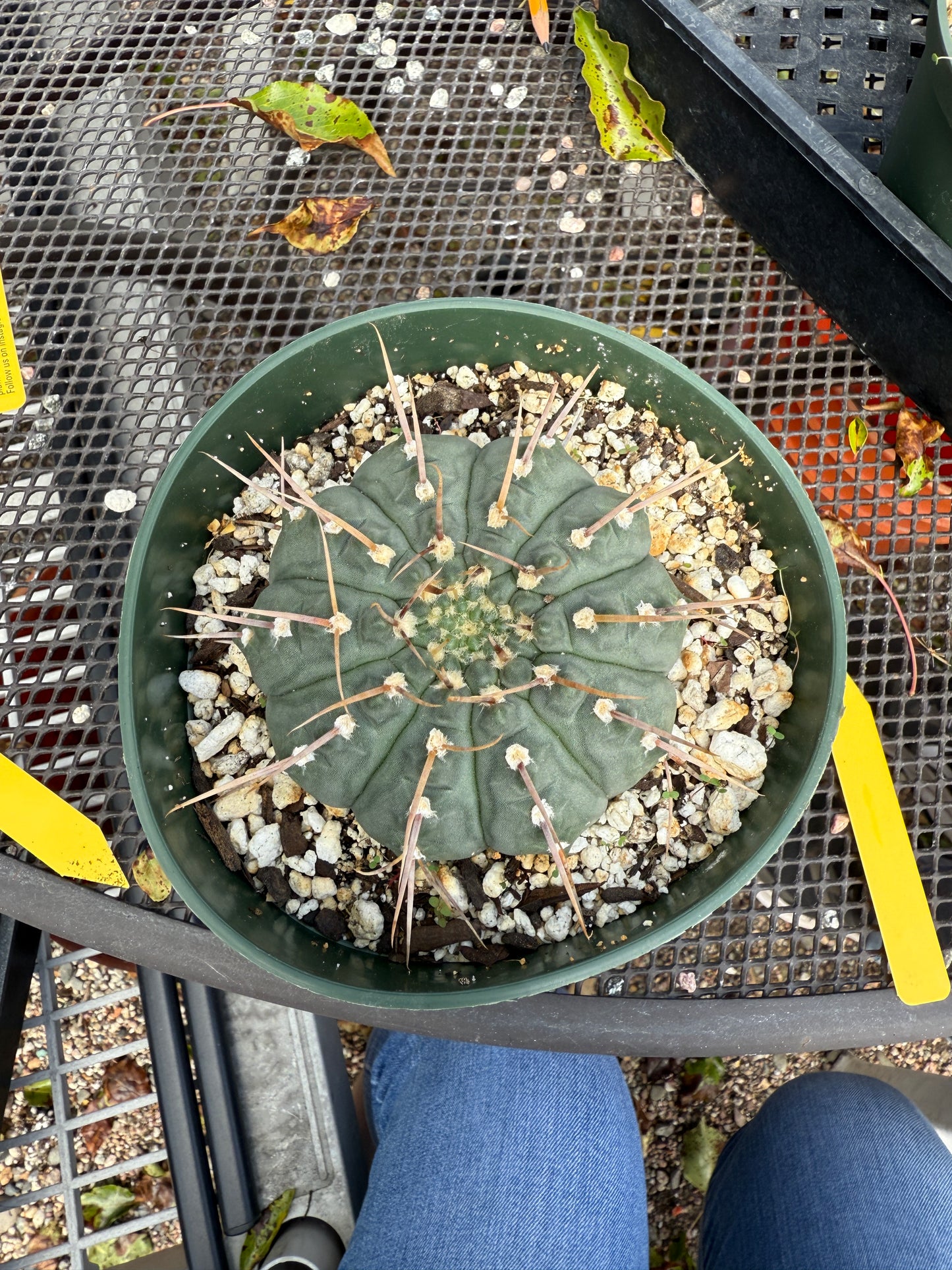 Gymnocalycium vatteri 0351