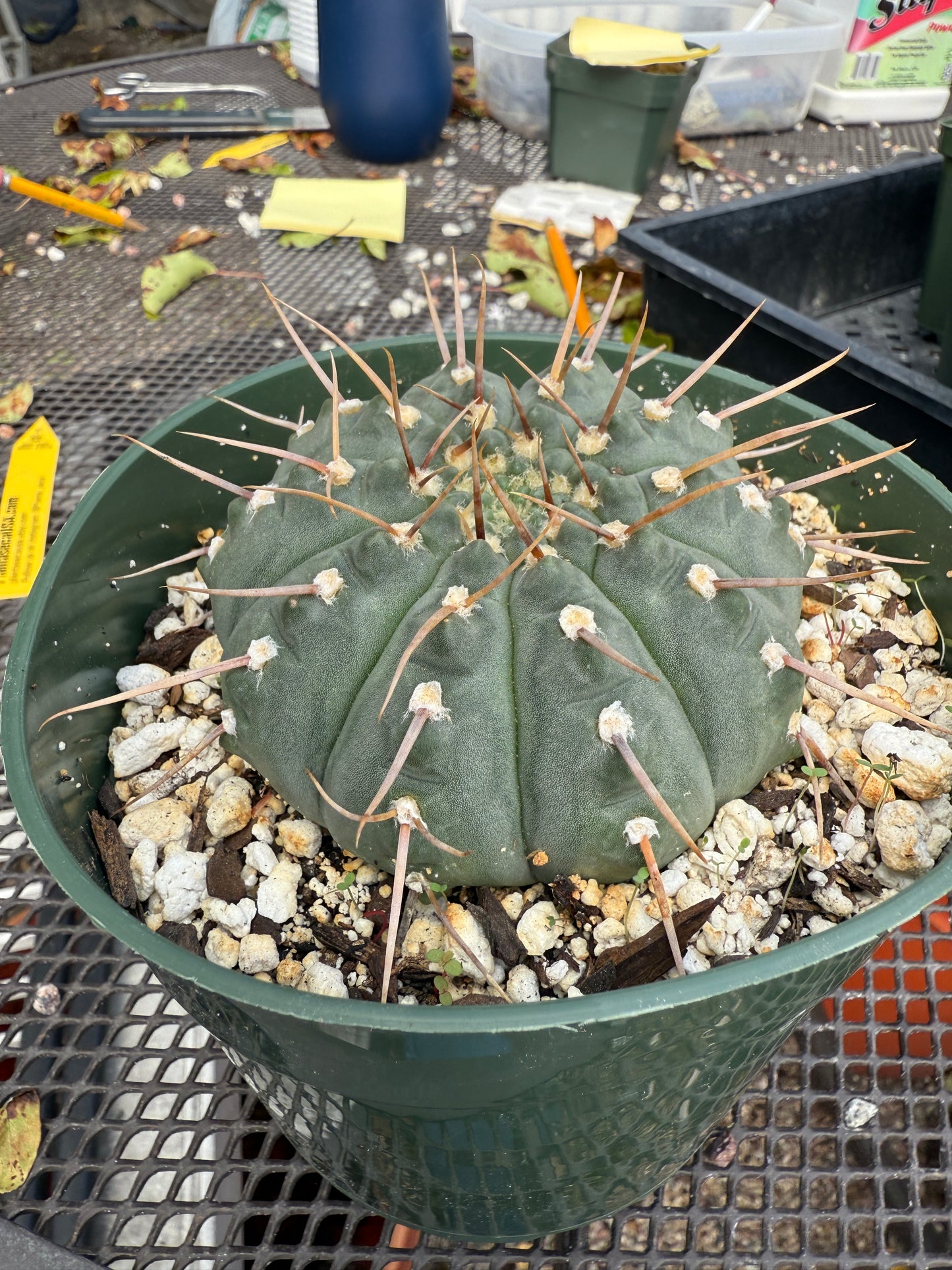 Gymnocalycium vatteri 0351