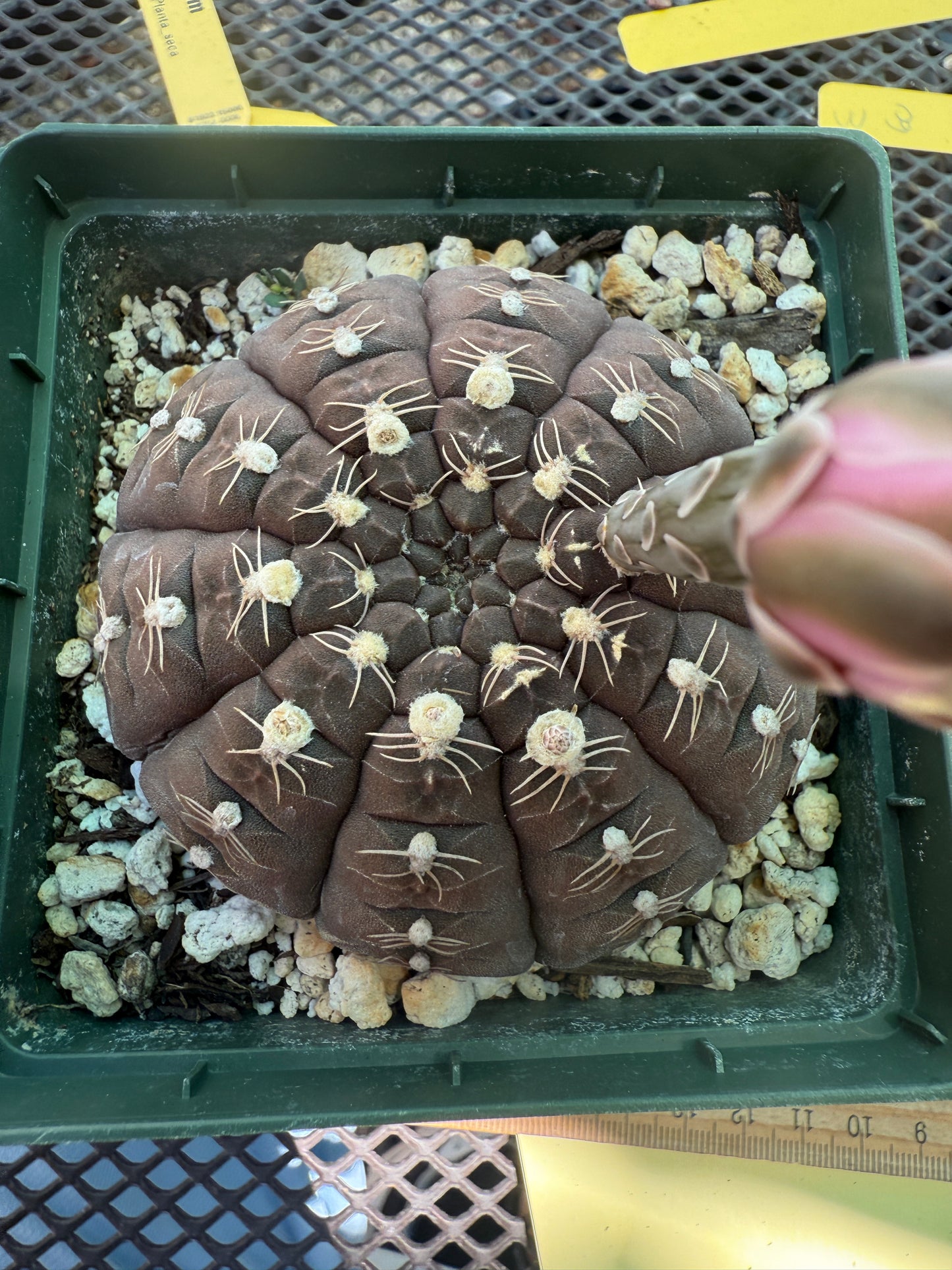 Gymnocalycium ragonesei rare pink flower hybrid large in 4 inch pot 1766