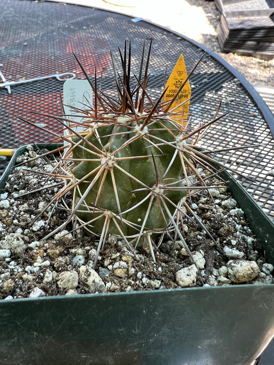 Copiapoa megarhiza cactus in 4.25 inch pot #3