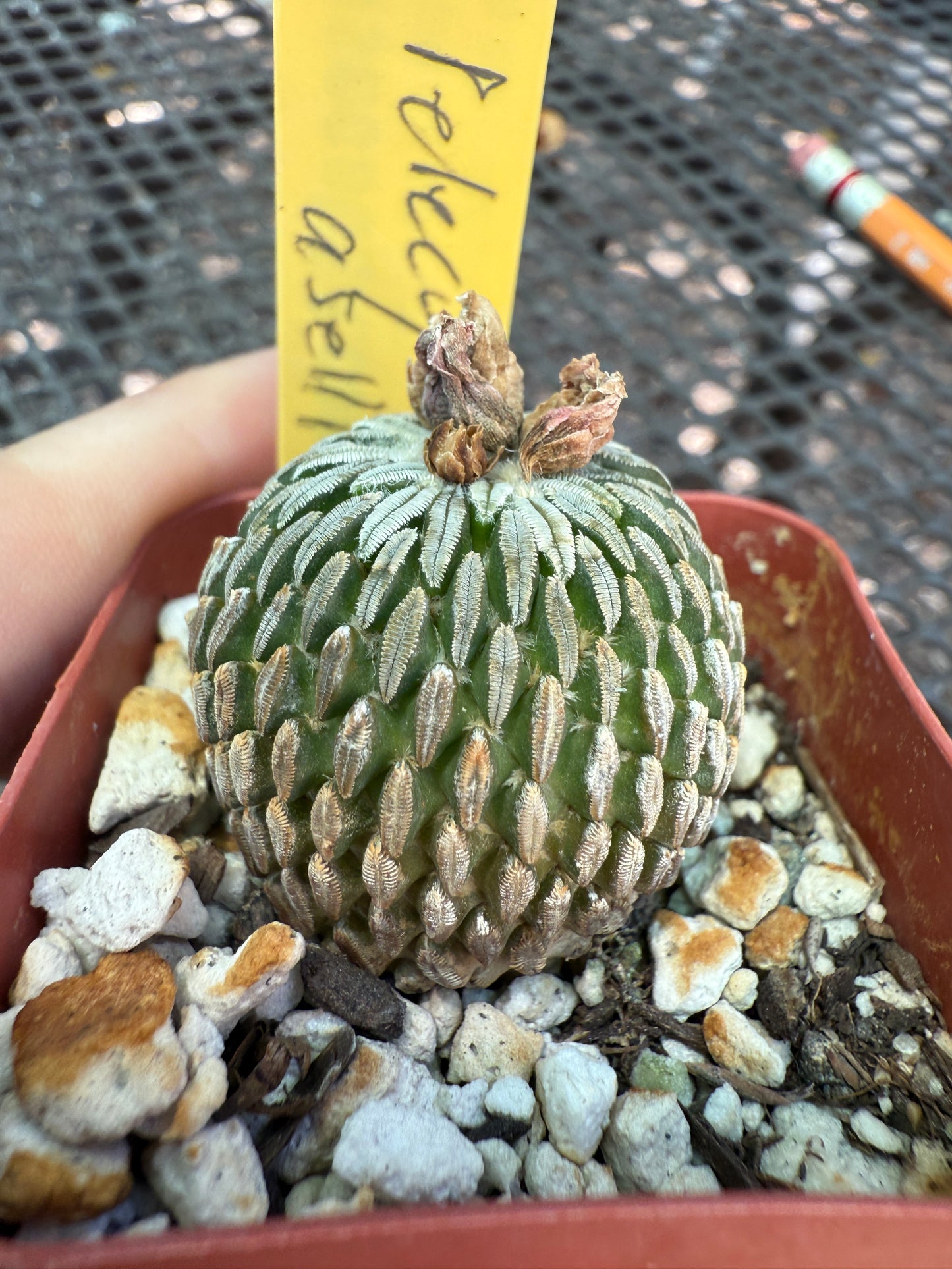 Pelecyphora asseliformis rare cactus 093