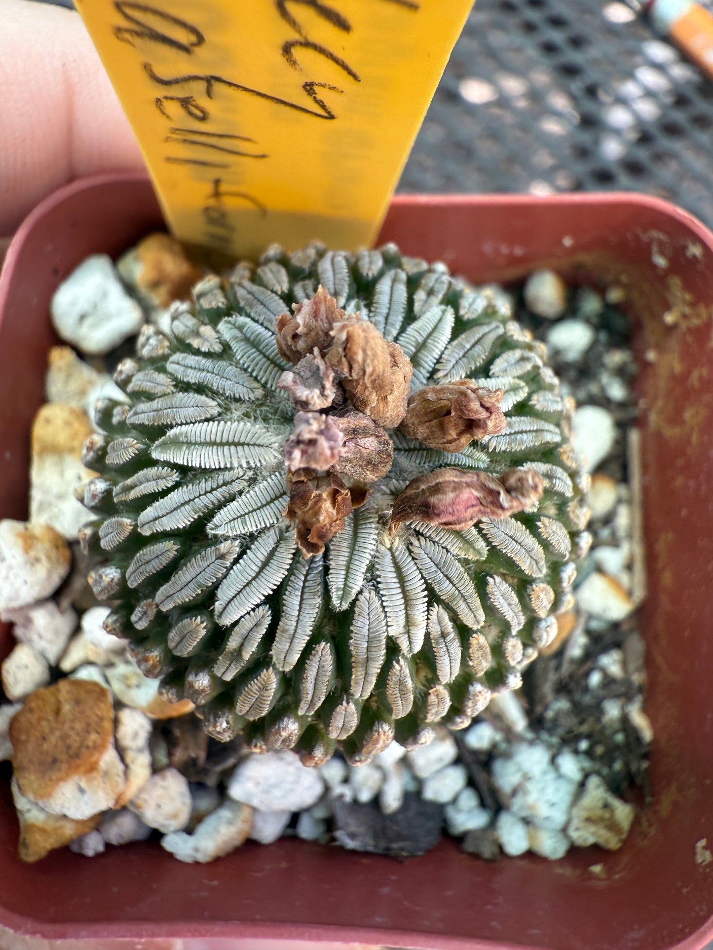 Pelecyphora asseliformis rare cactus 093