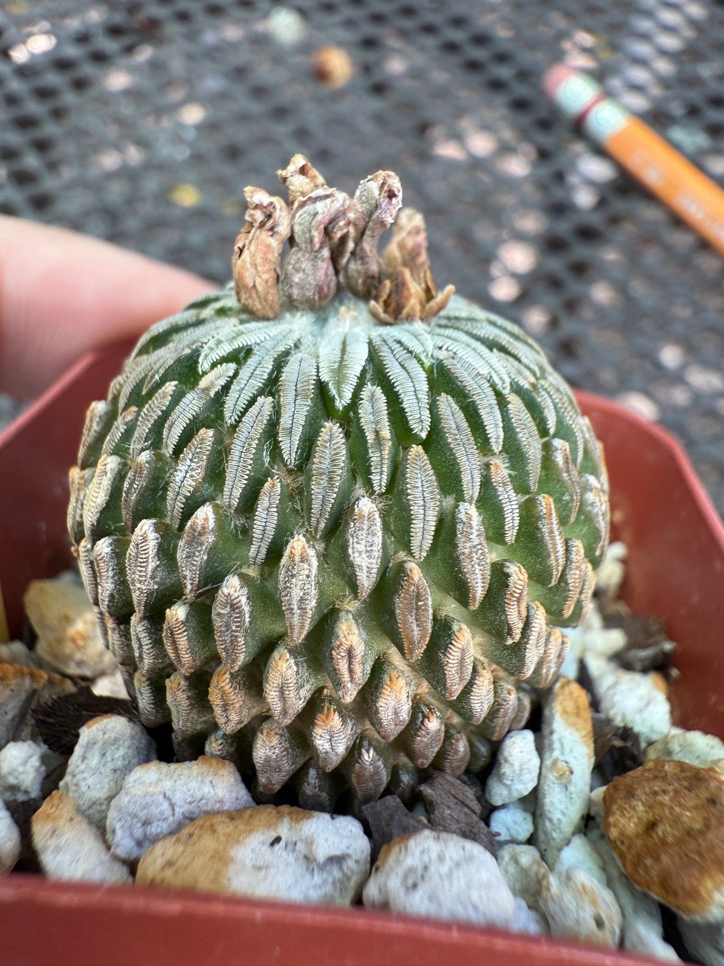 Pelecyphora asseliformis rare cactus 093