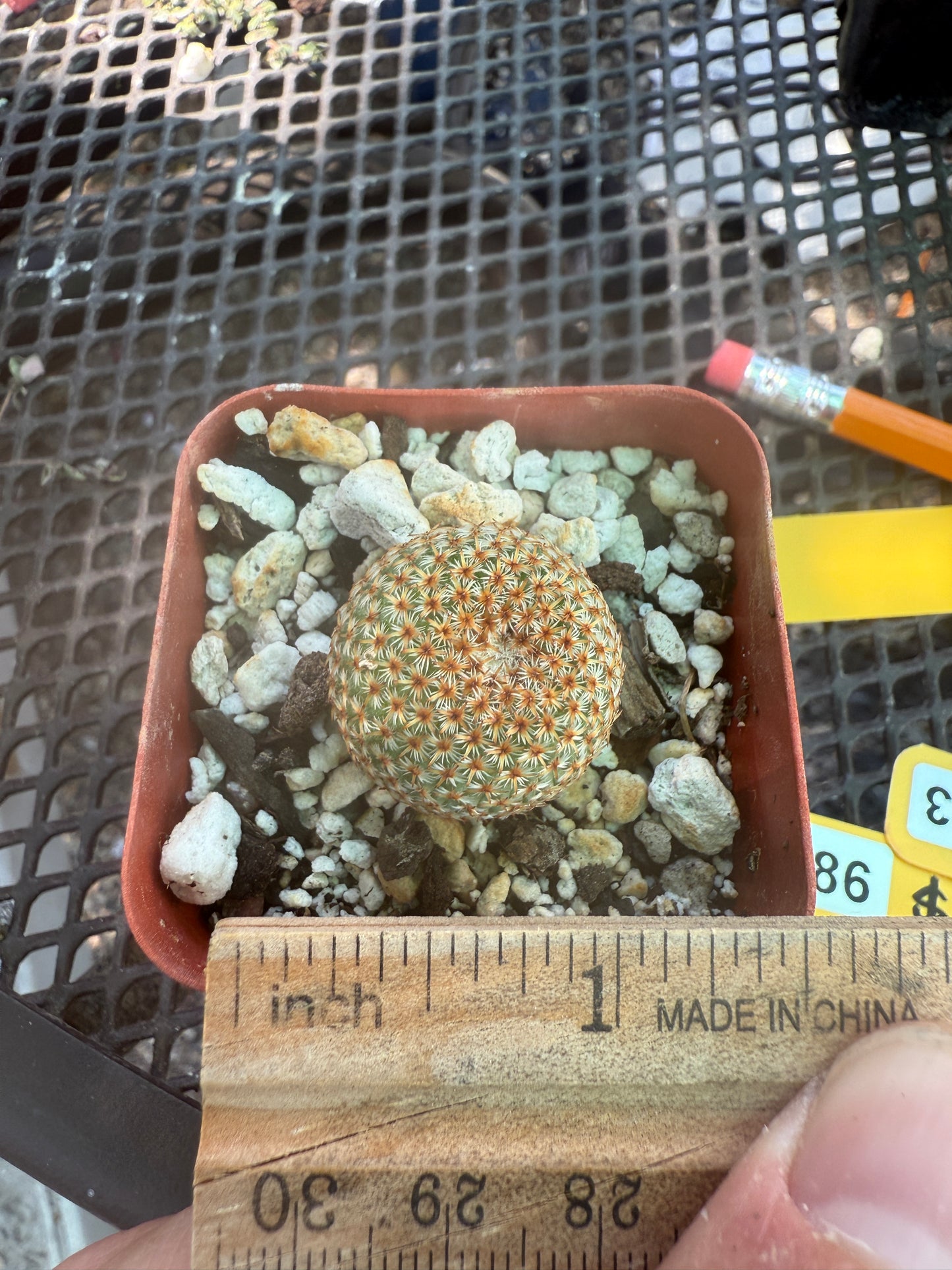 Mammillaria crucigera rare cactus 563