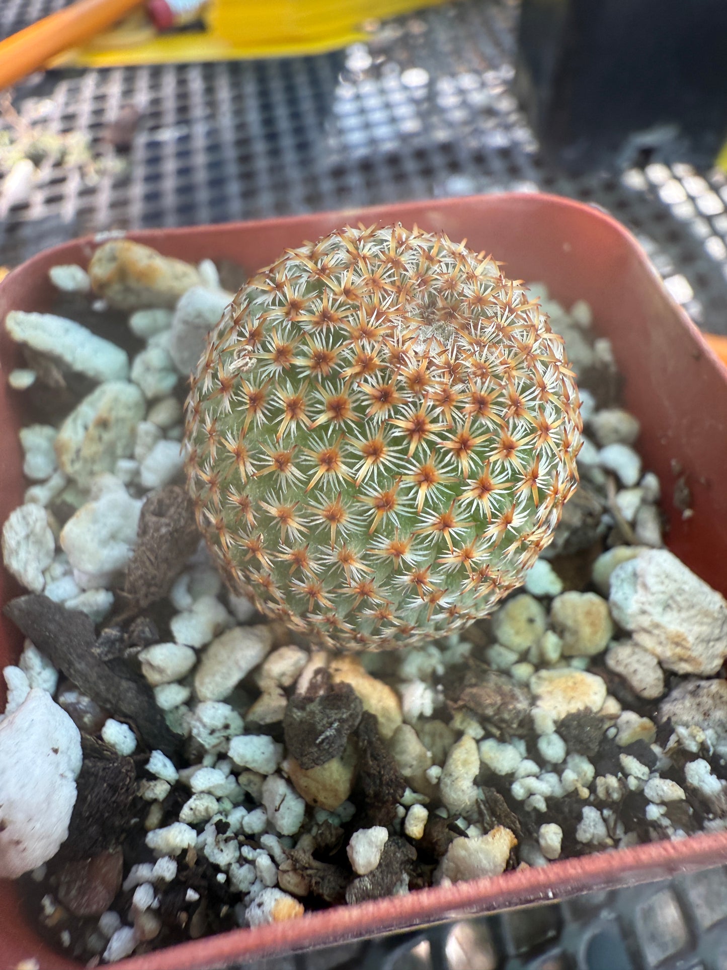 Mammillaria crucigera rare cactus 563