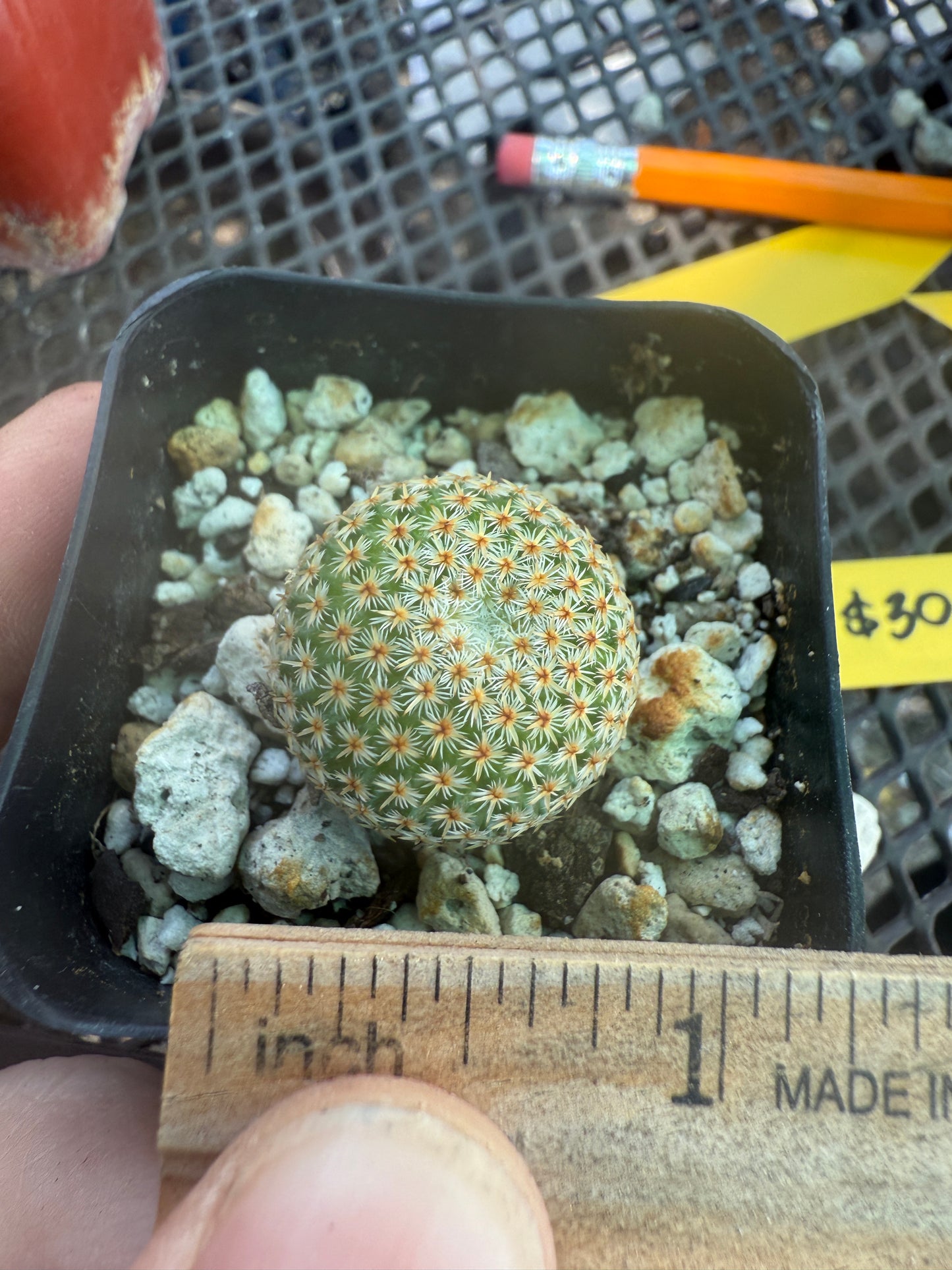 Mammillaria crucigera rare cactus 1658