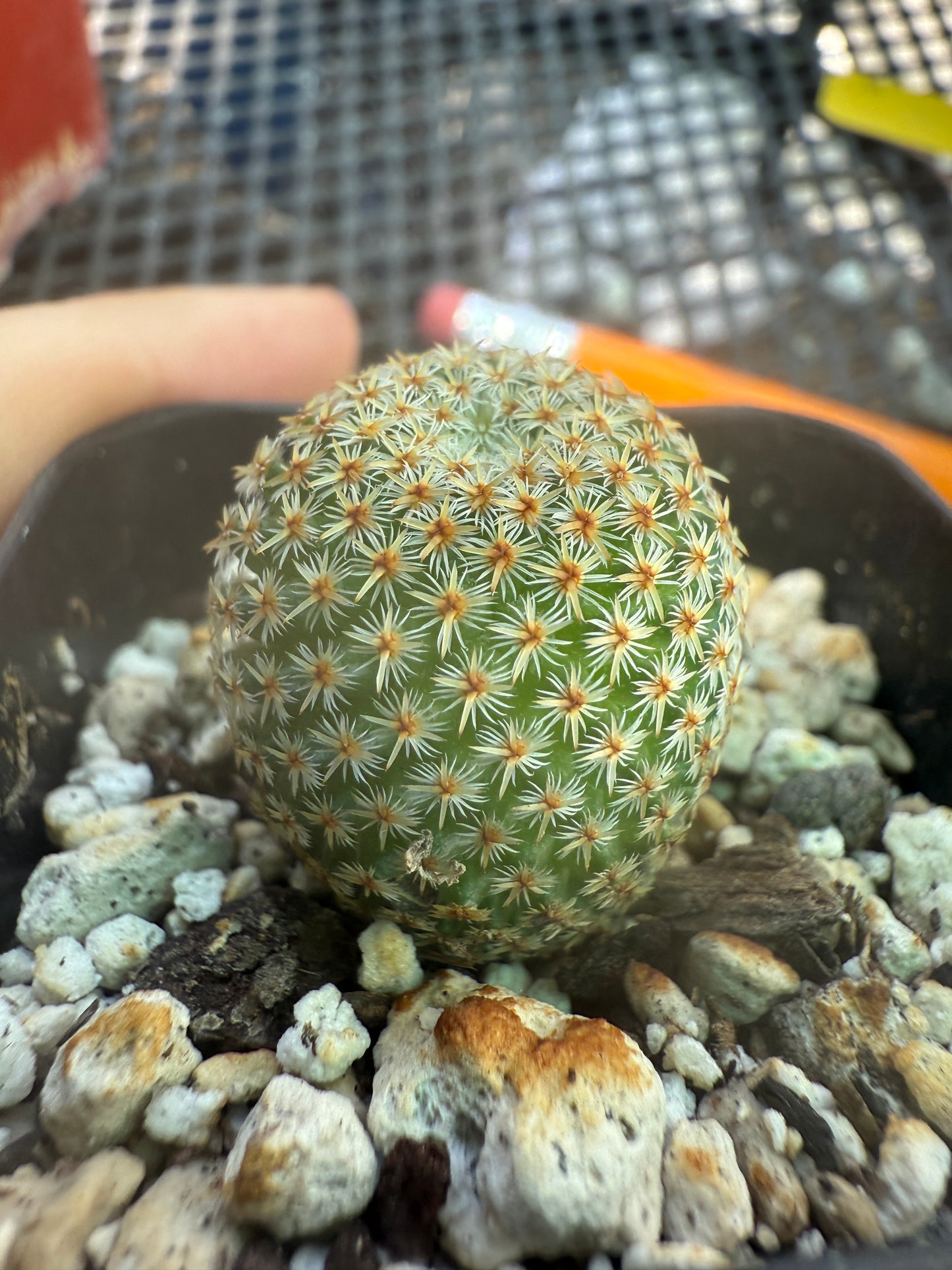 Mammillaria crucigera rare cactus 1658