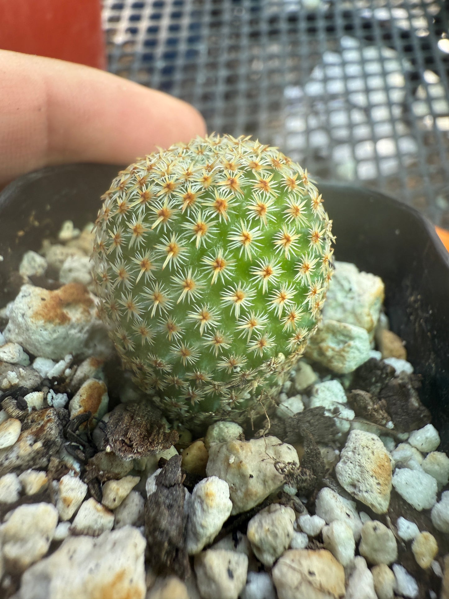 Mammillaria crucigera rare cactus 1658