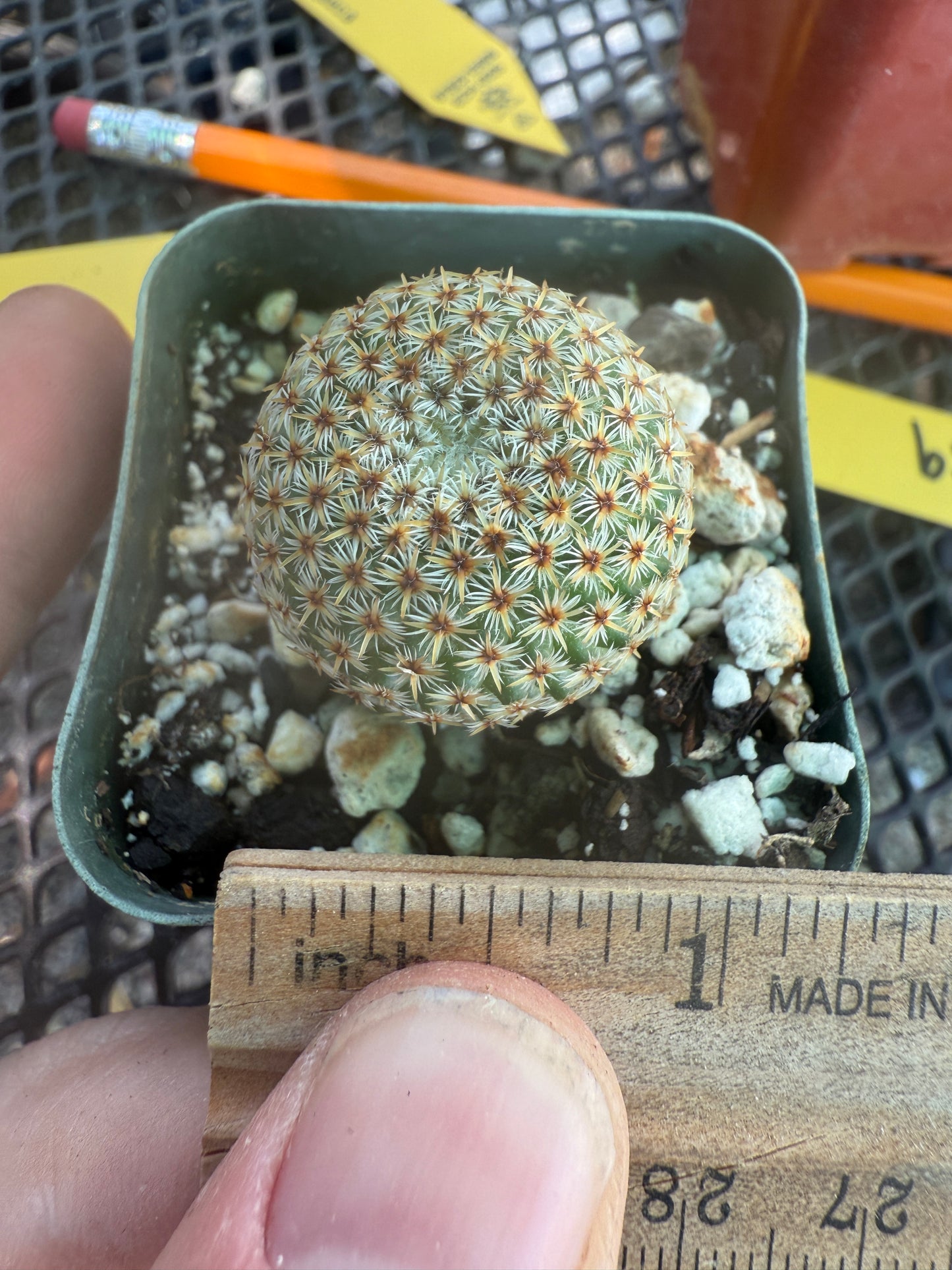 Mammillaria crucigera rare cactus 979
