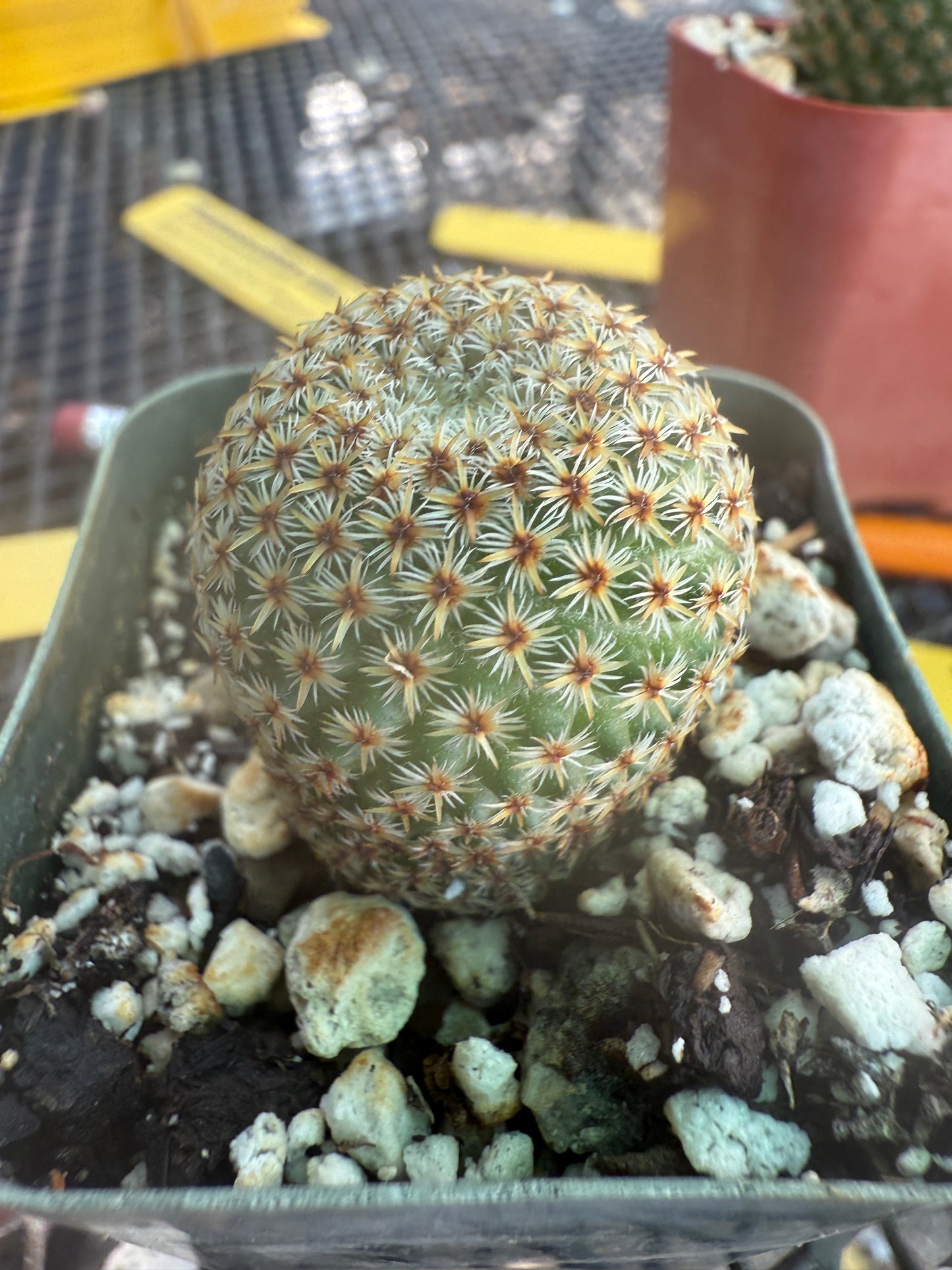 Mammillaria crucigera rare cactus 979