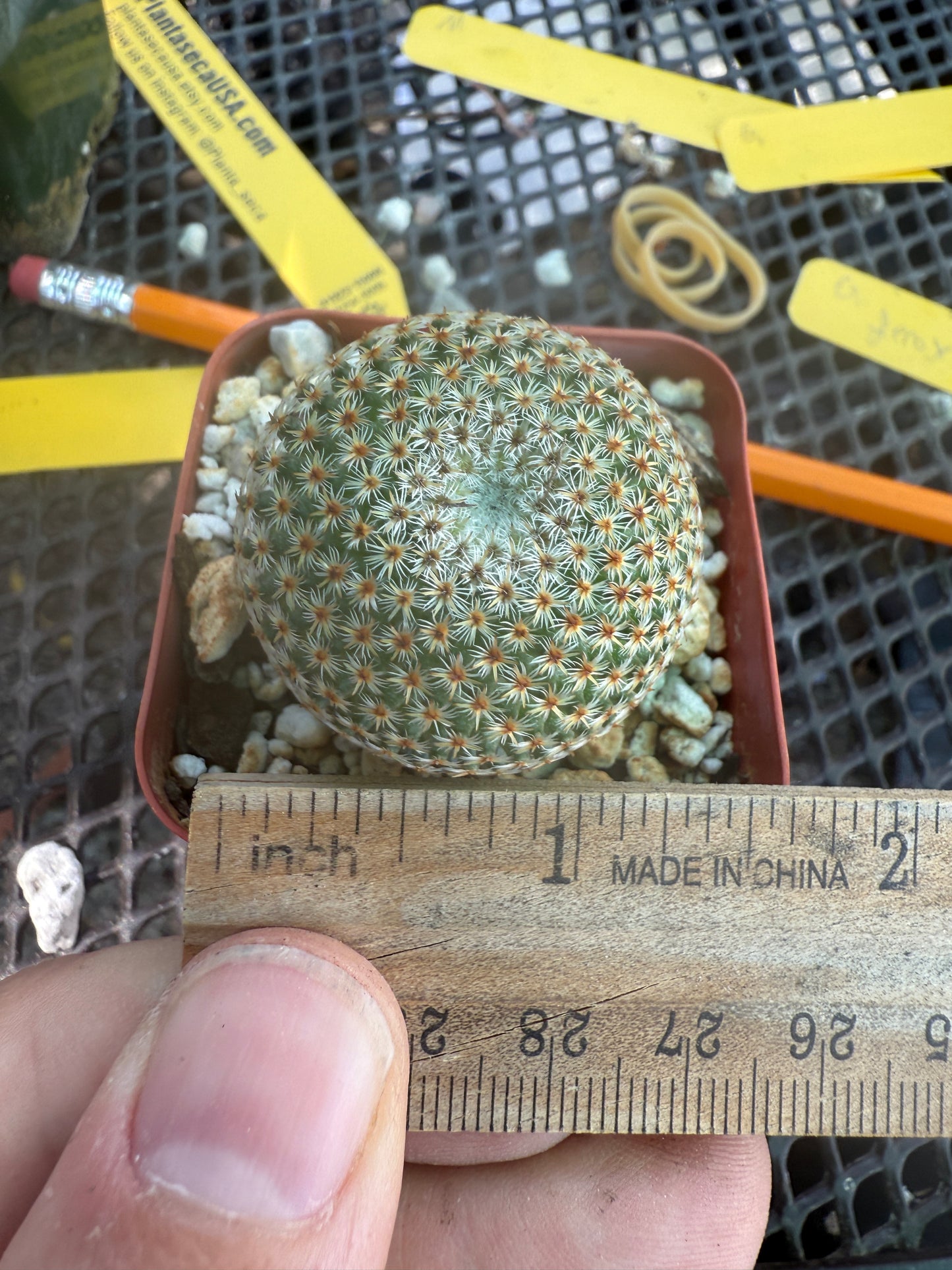 Mammillaria crucigera rare cactus nice size 1786