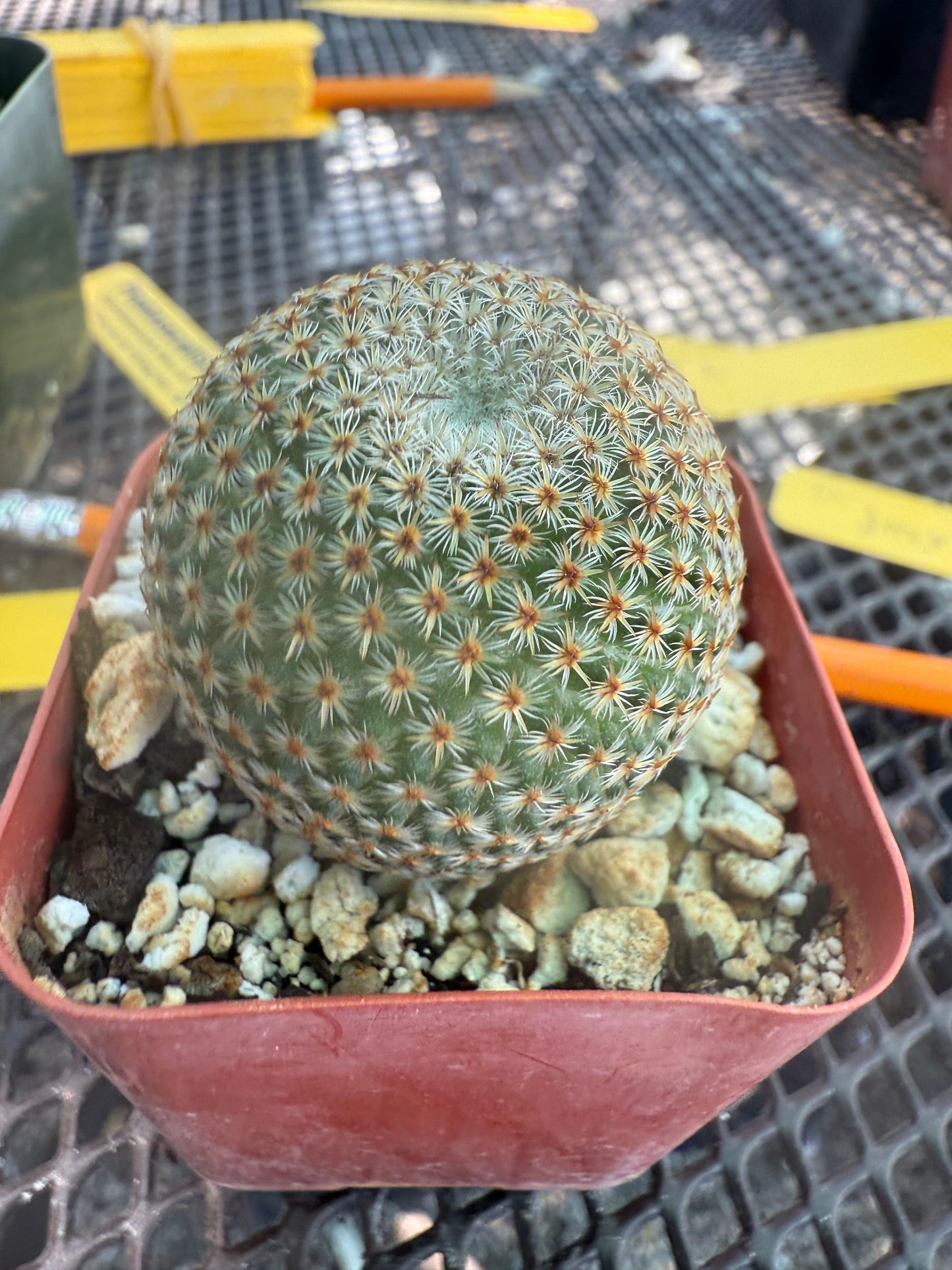 Mammillaria crucigera rare cactus nice size 1786
