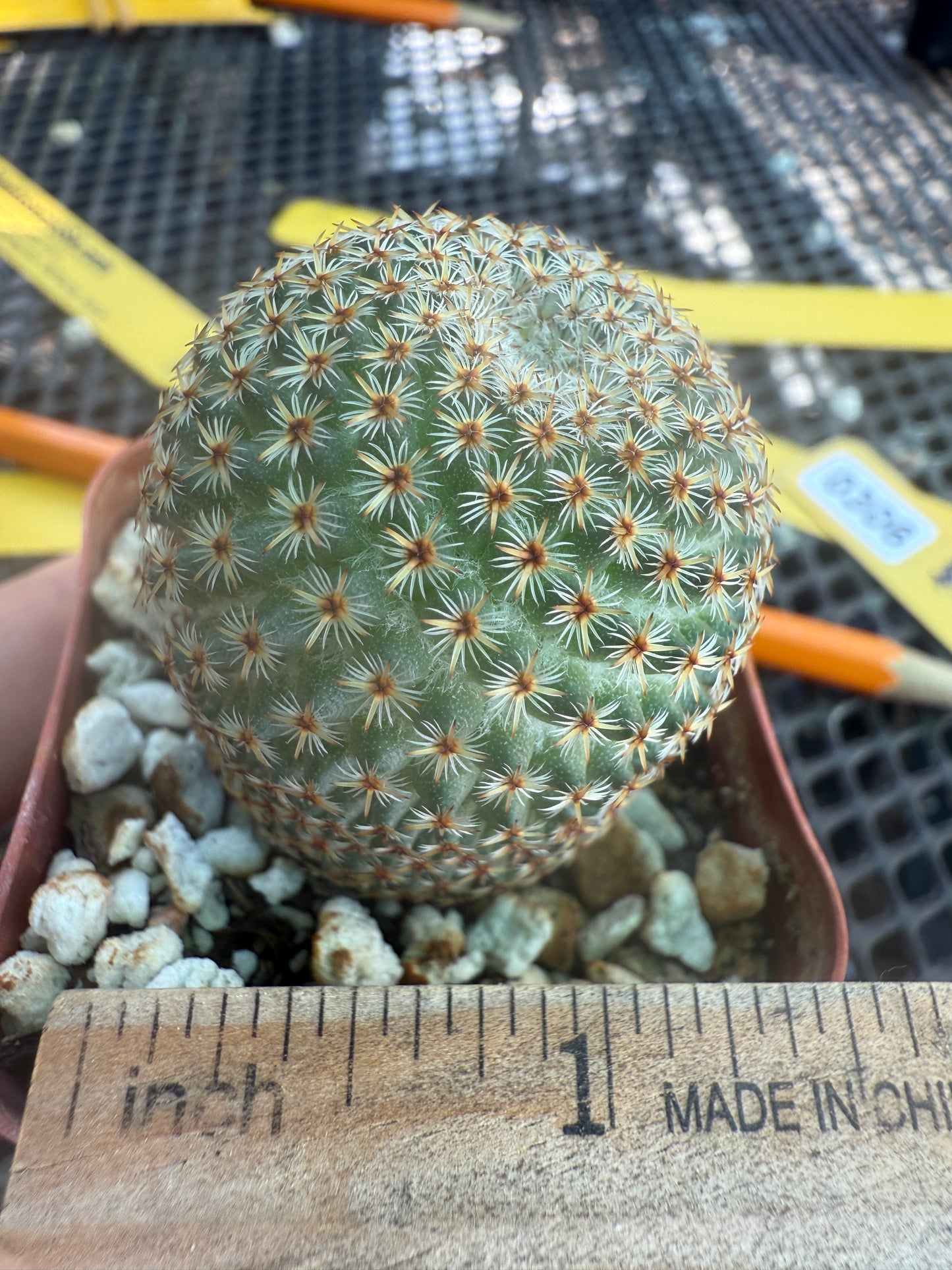 Mammillaria crucigera nice size rare cactus 306