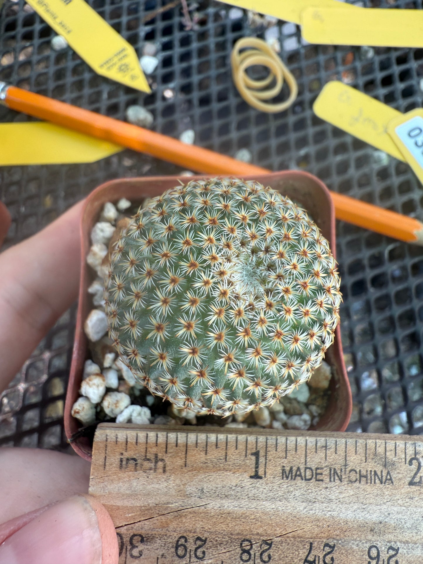 Mammillaria crucigera nice size rare cactus 306