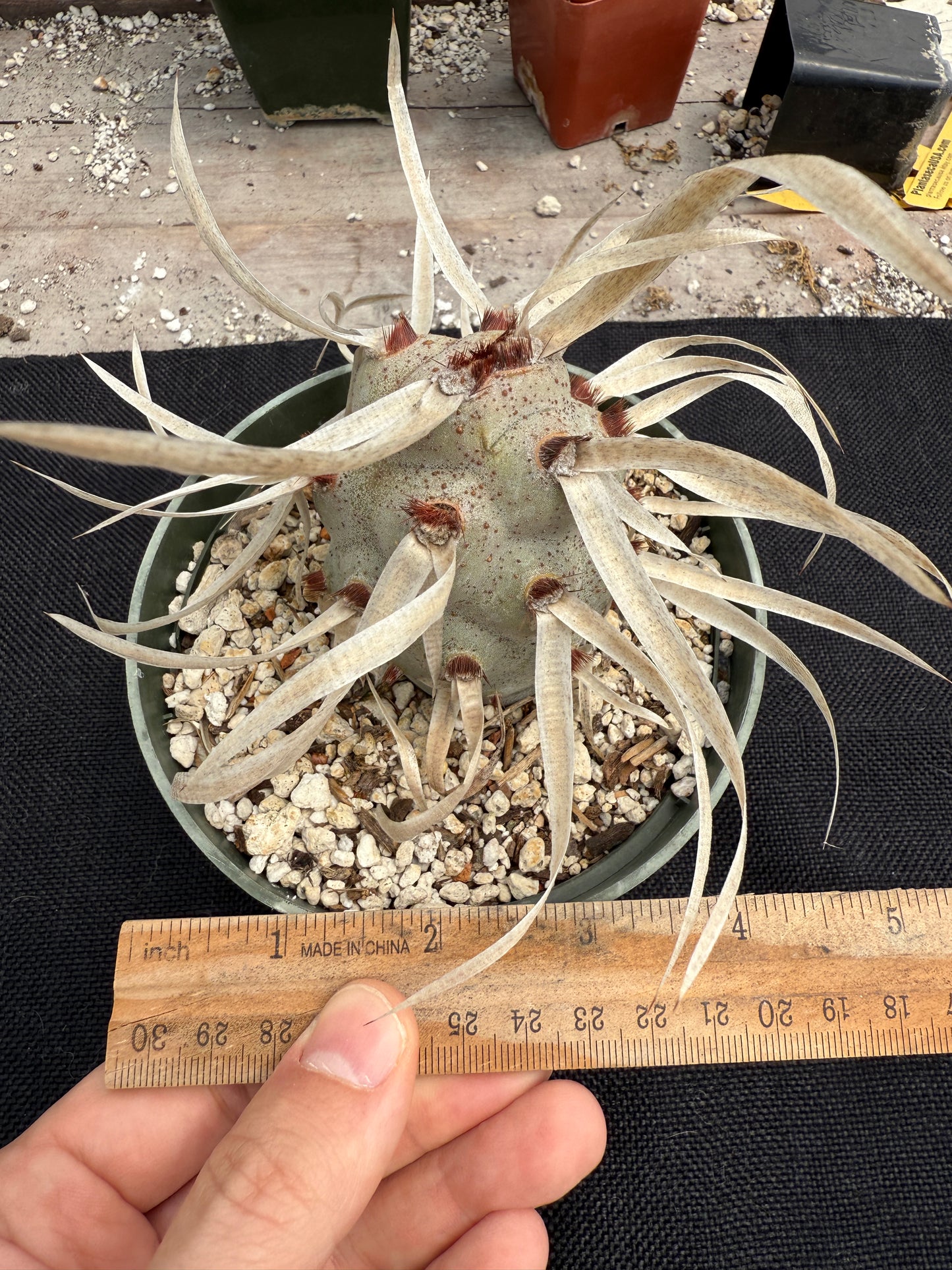 Tephrocactus papyracanthus large plant 0515