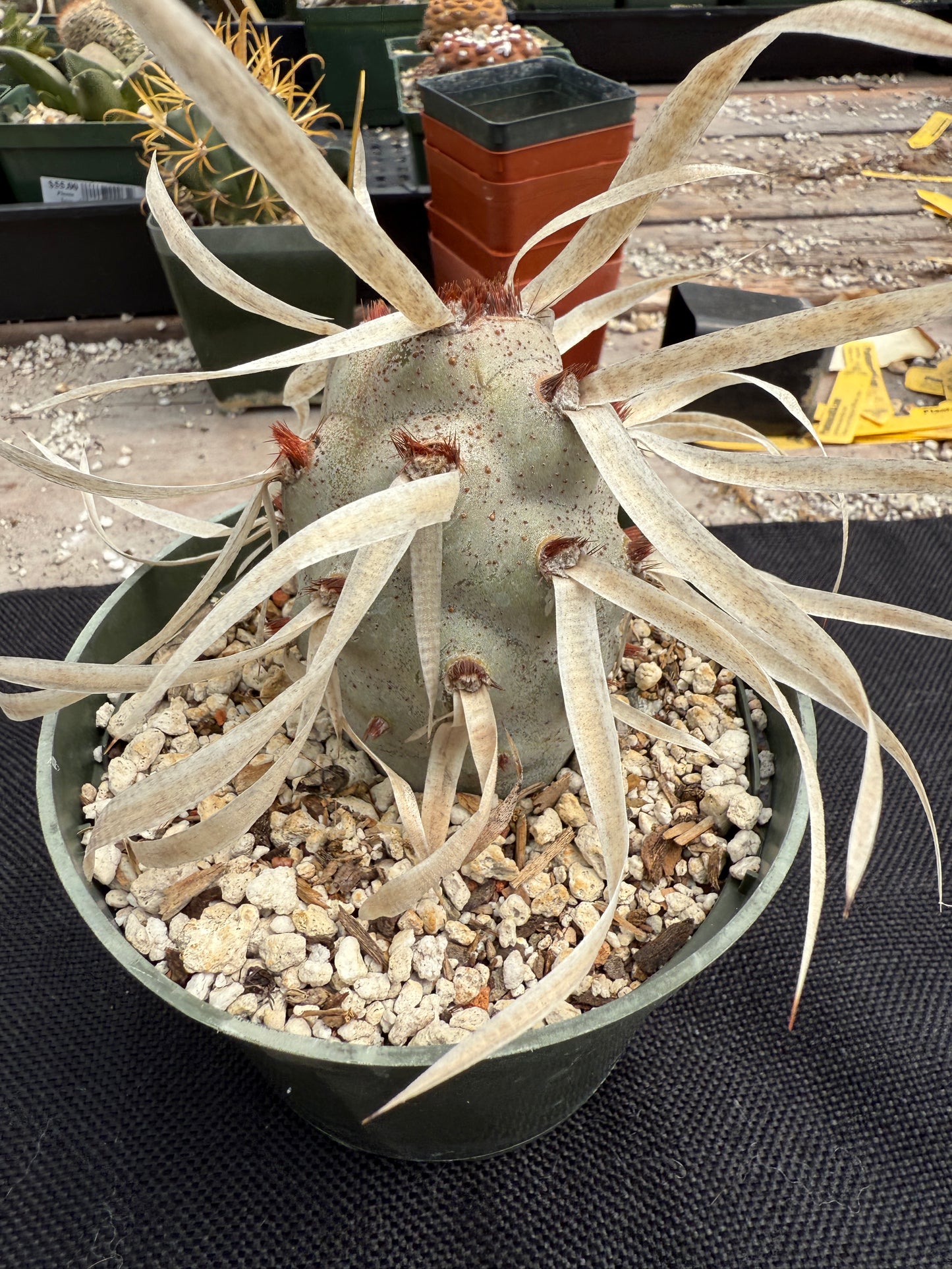 Tephrocactus papyracanthus large plant 0515