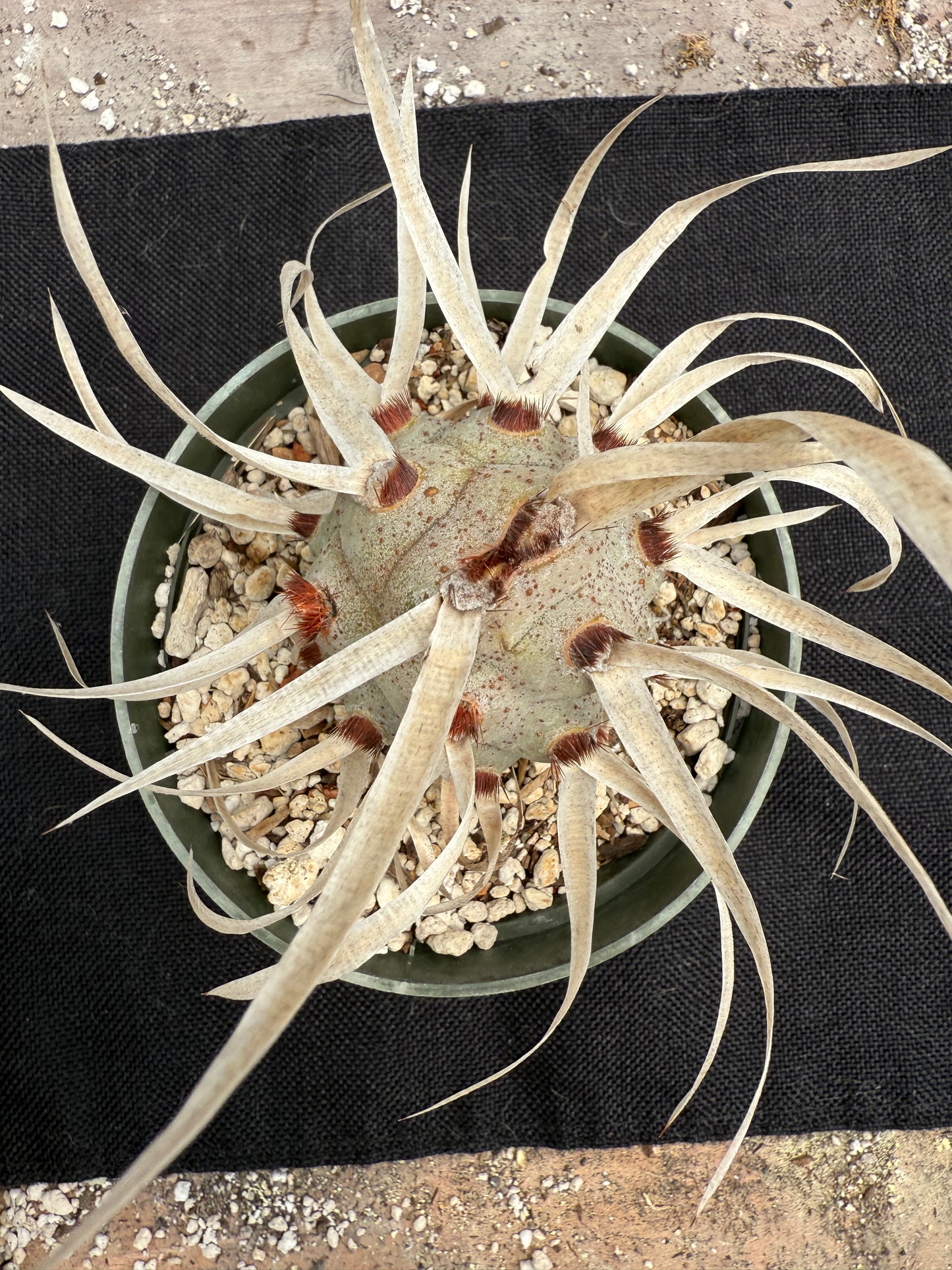 Tephrocactus papyracanthus large plant 0515
