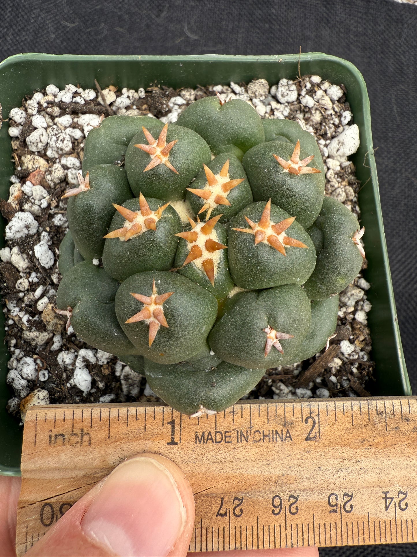 Coryphantha Elephantidens cv titan 0203