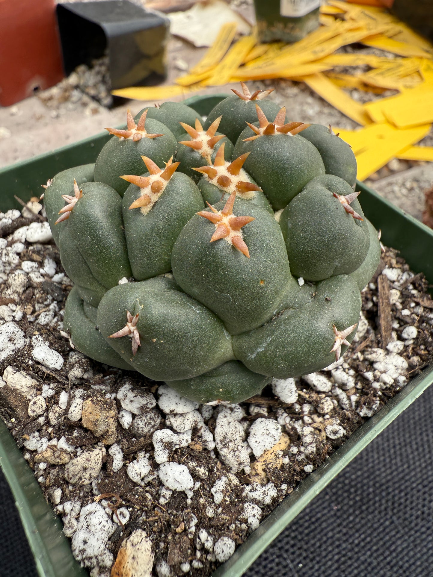 Coryphantha Elephantidens cv titan 0203