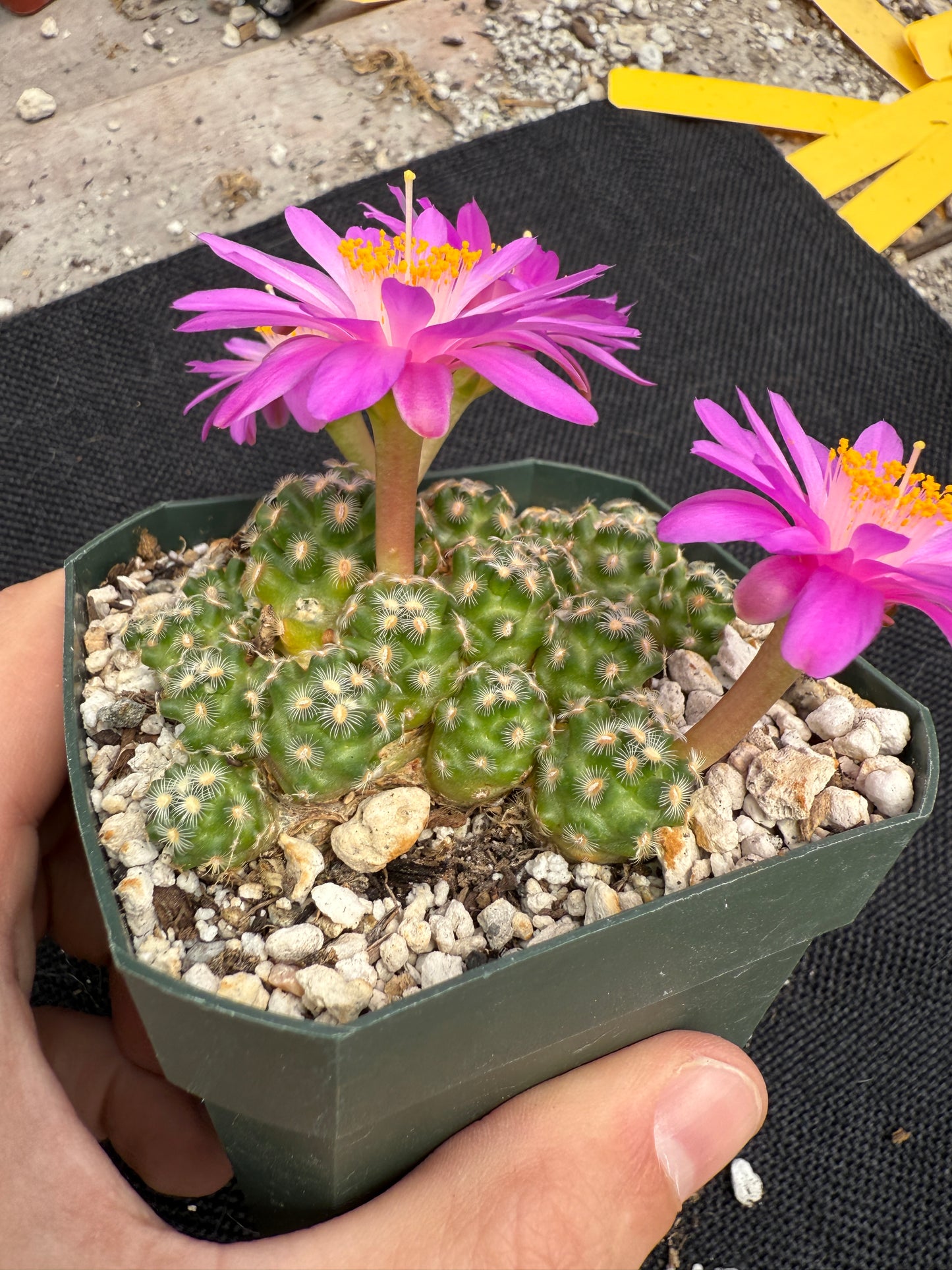 Mammillaria saboae v haudeana rare miniature cactus 1777