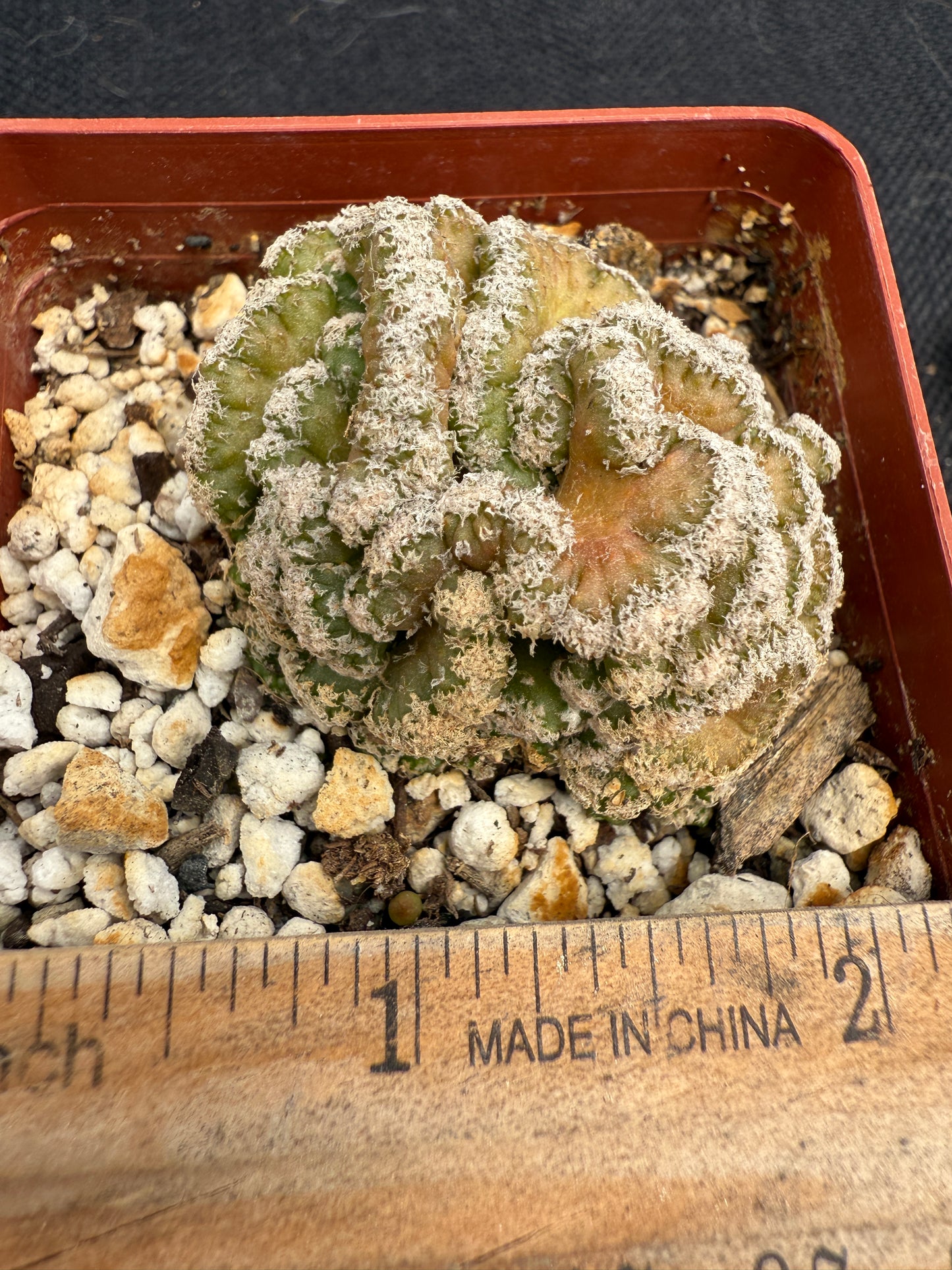 Turbinicarpus lophophoroides crest rare plant 87