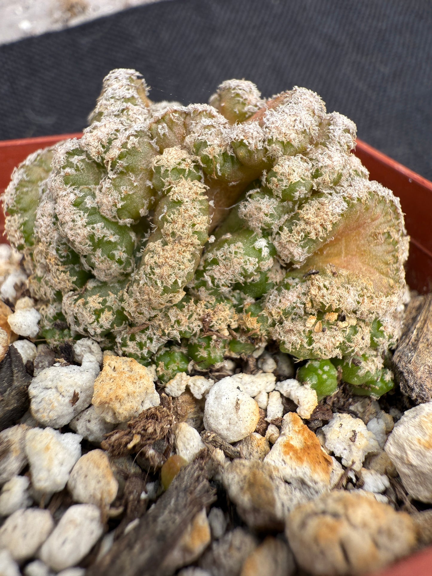 Turbinicarpus lophophoroides crest rare plant 87