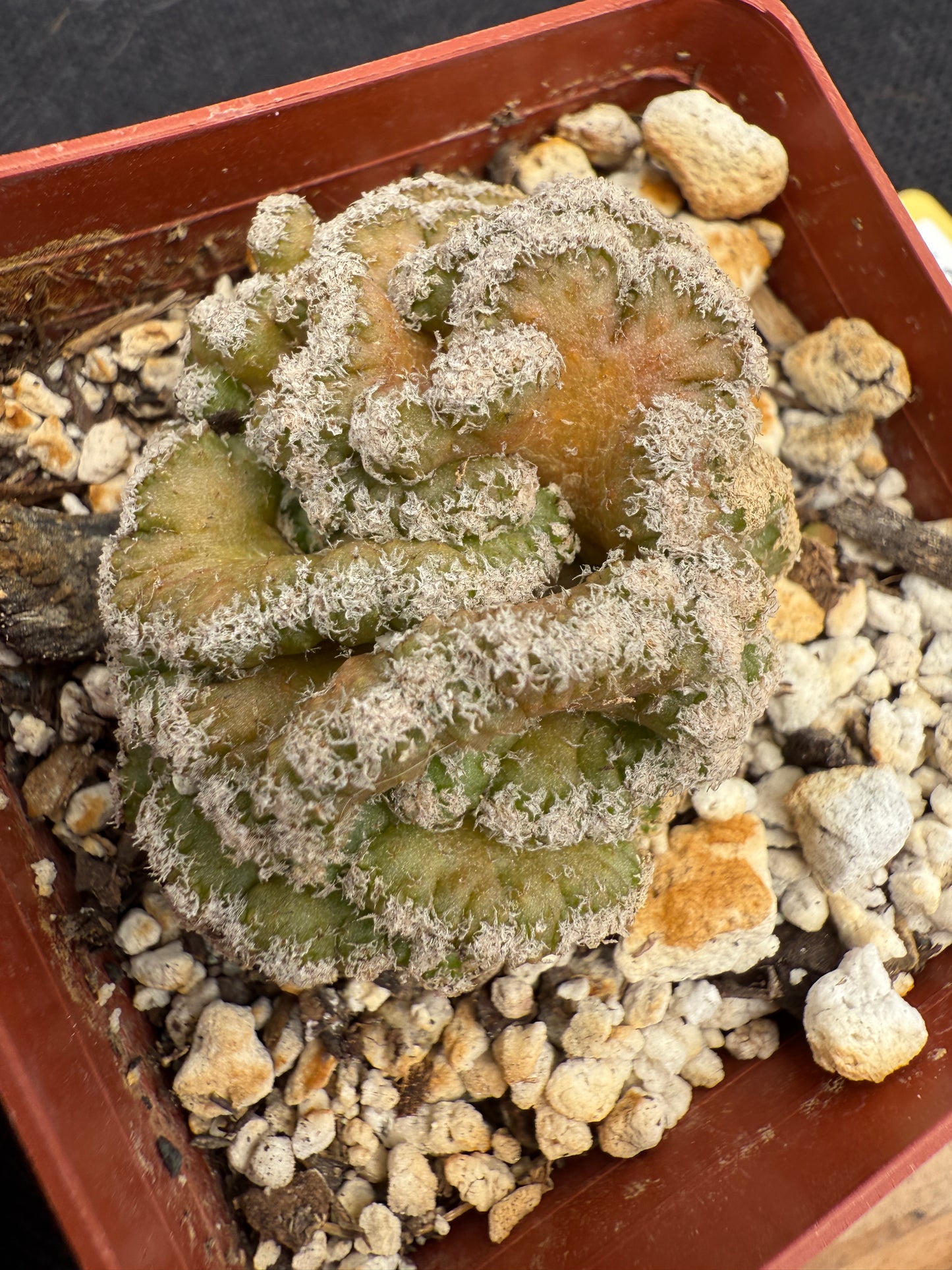 Turbinicarpus lophophoroides crest rare plant 87