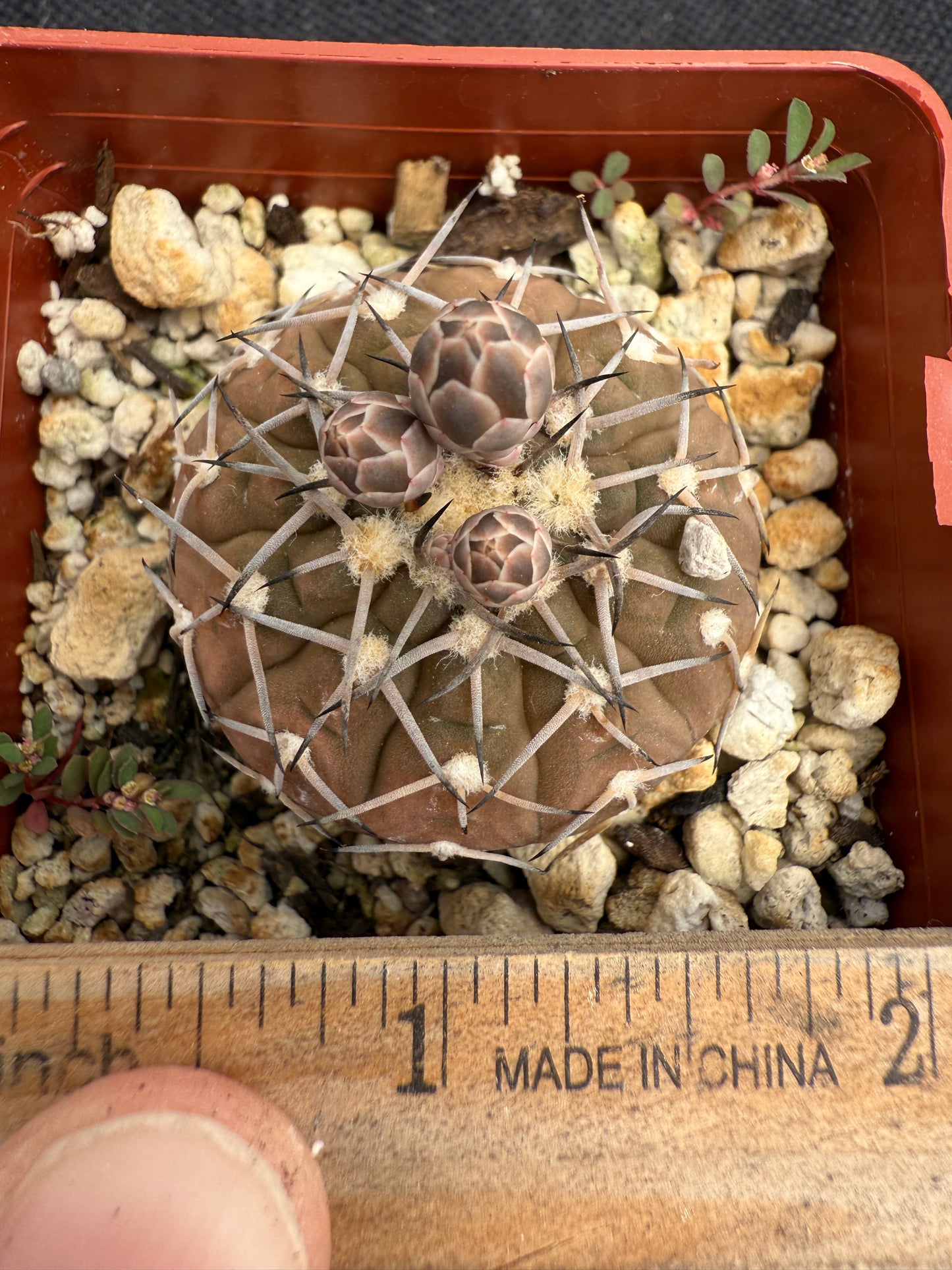 Gymnocalycium asterium rare gymno 1848