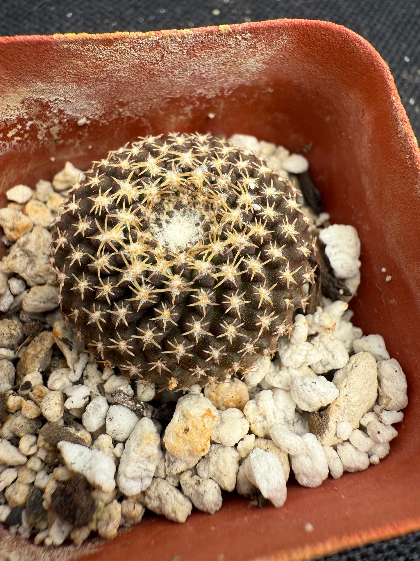 Neoporteria odieri rare plant 1700