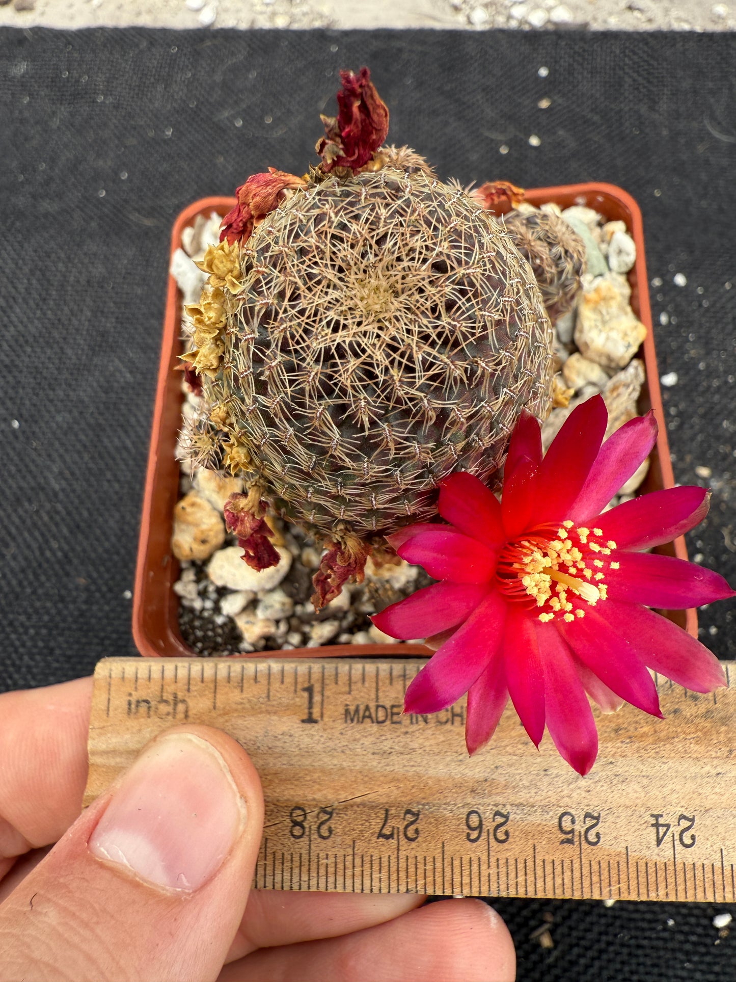 Rebutia toro toro rare cactus 1075