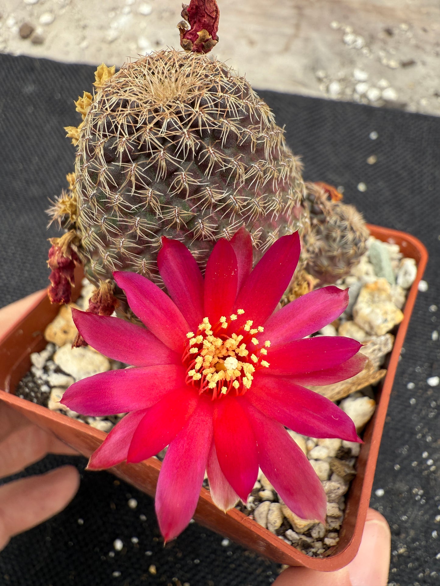 Rebutia toro toro rare cactus 1075