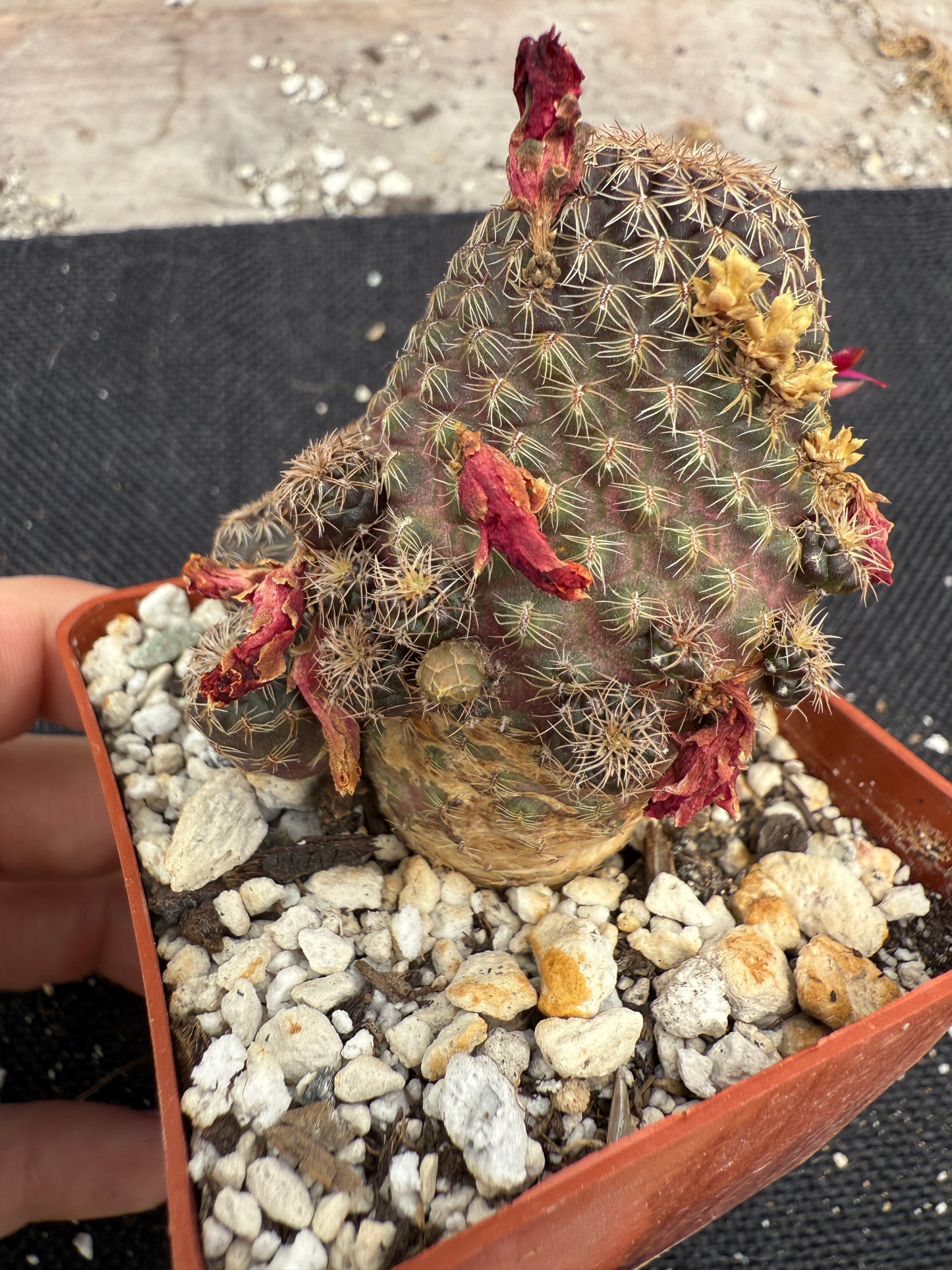 Rebutia toro toro rare cactus 1075