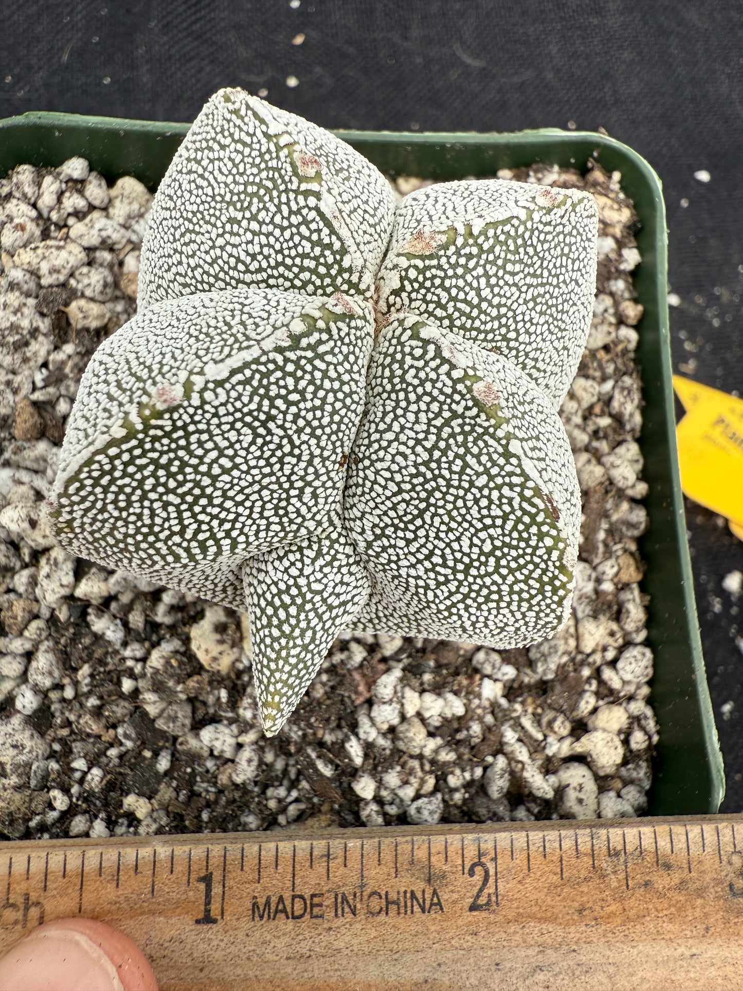 Astrophytum onzuka weirdo cactus 503