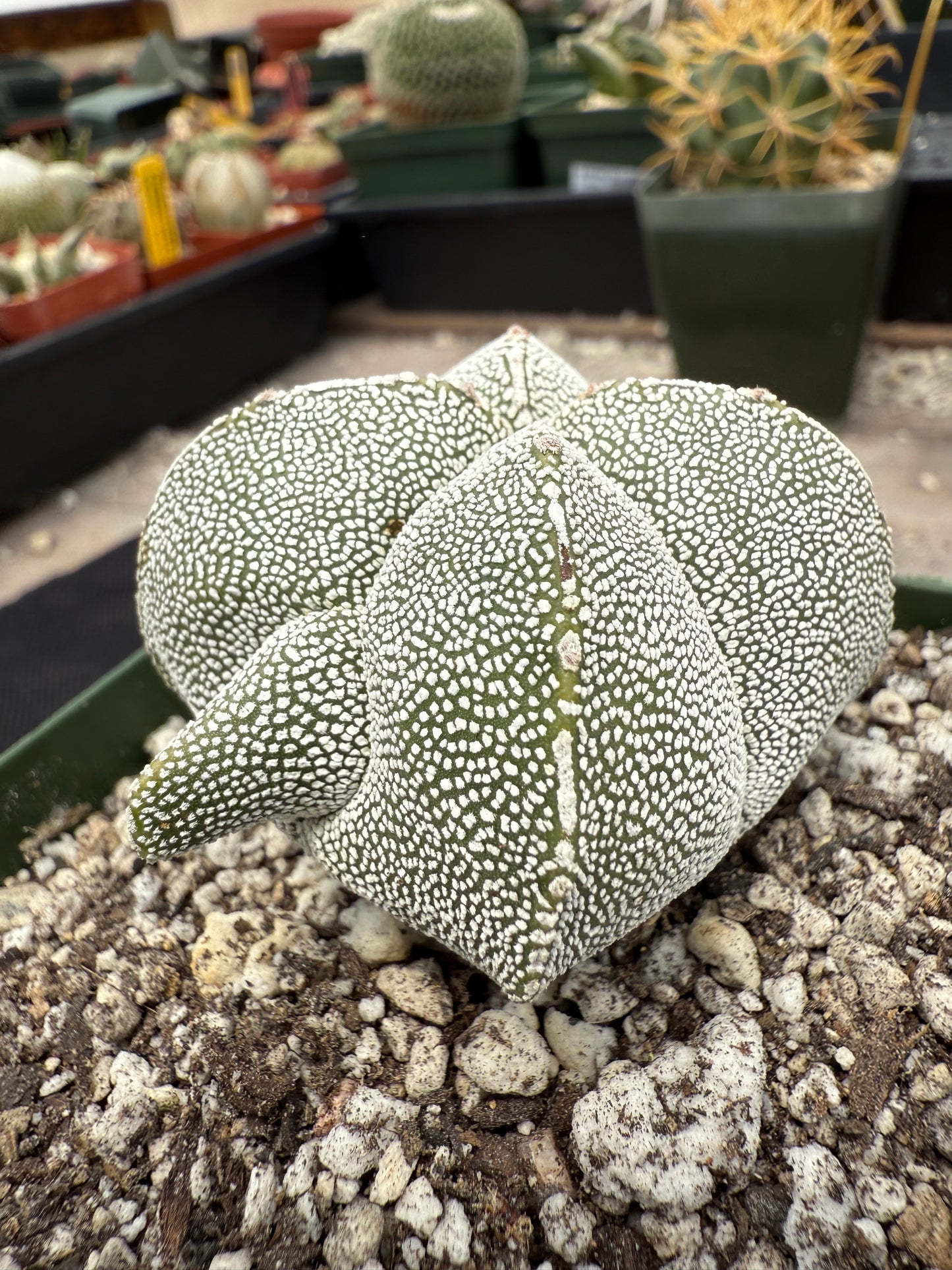 Astrophytum onzuka weirdo cactus 503