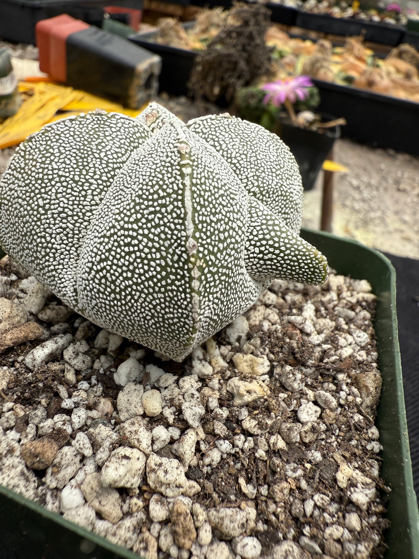 Astrophytum onzuka weirdo cactus 503