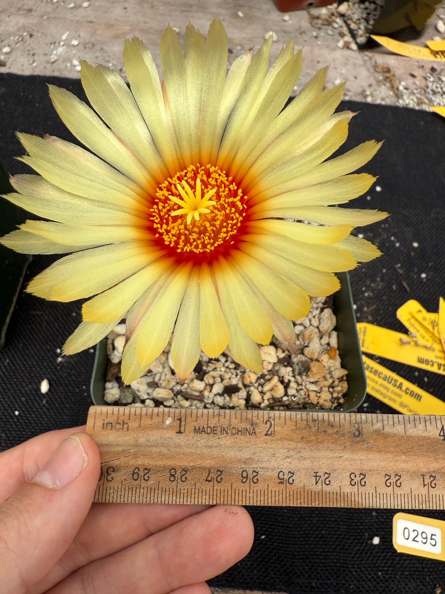 Astrophytum capricorne niveum rare plant 295