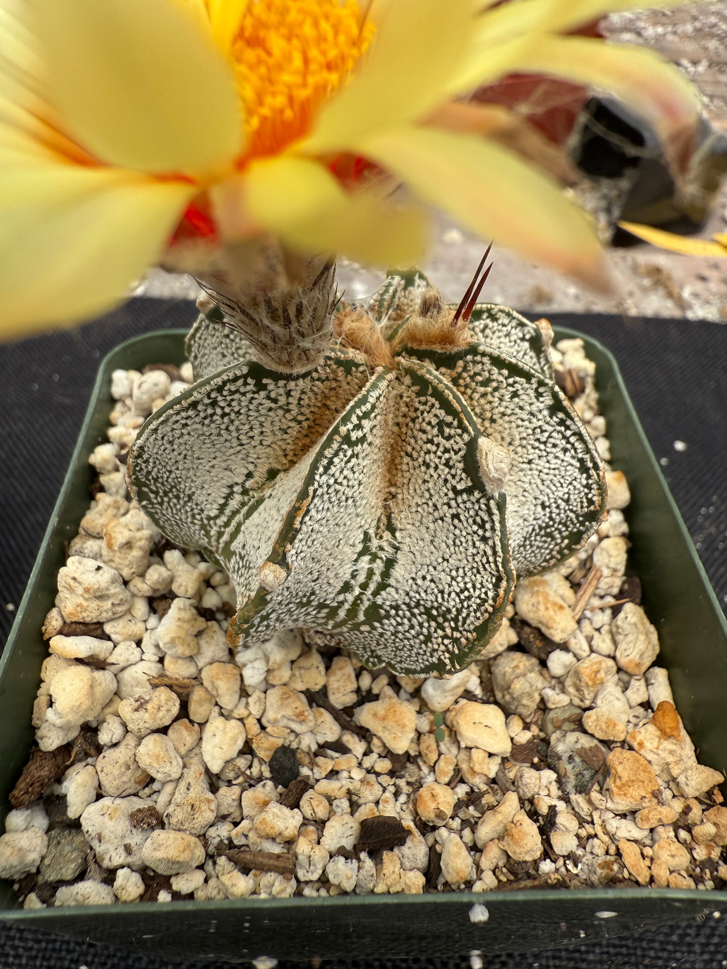 Astrophytum capricorne niveum rare plant 295