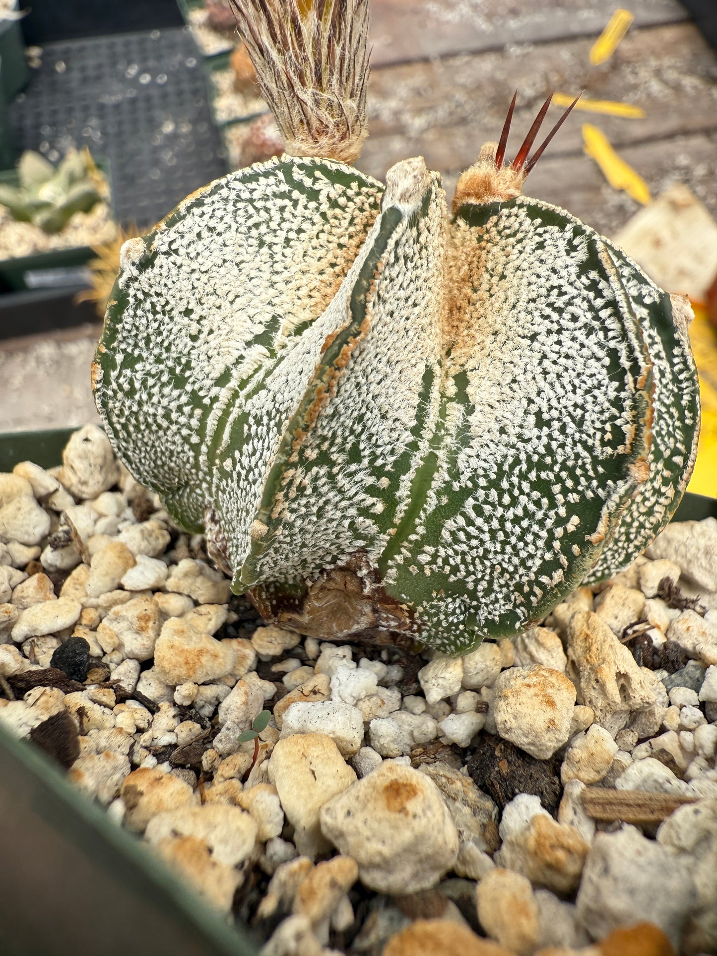 Astrophytum capricorne niveum rare plant 295